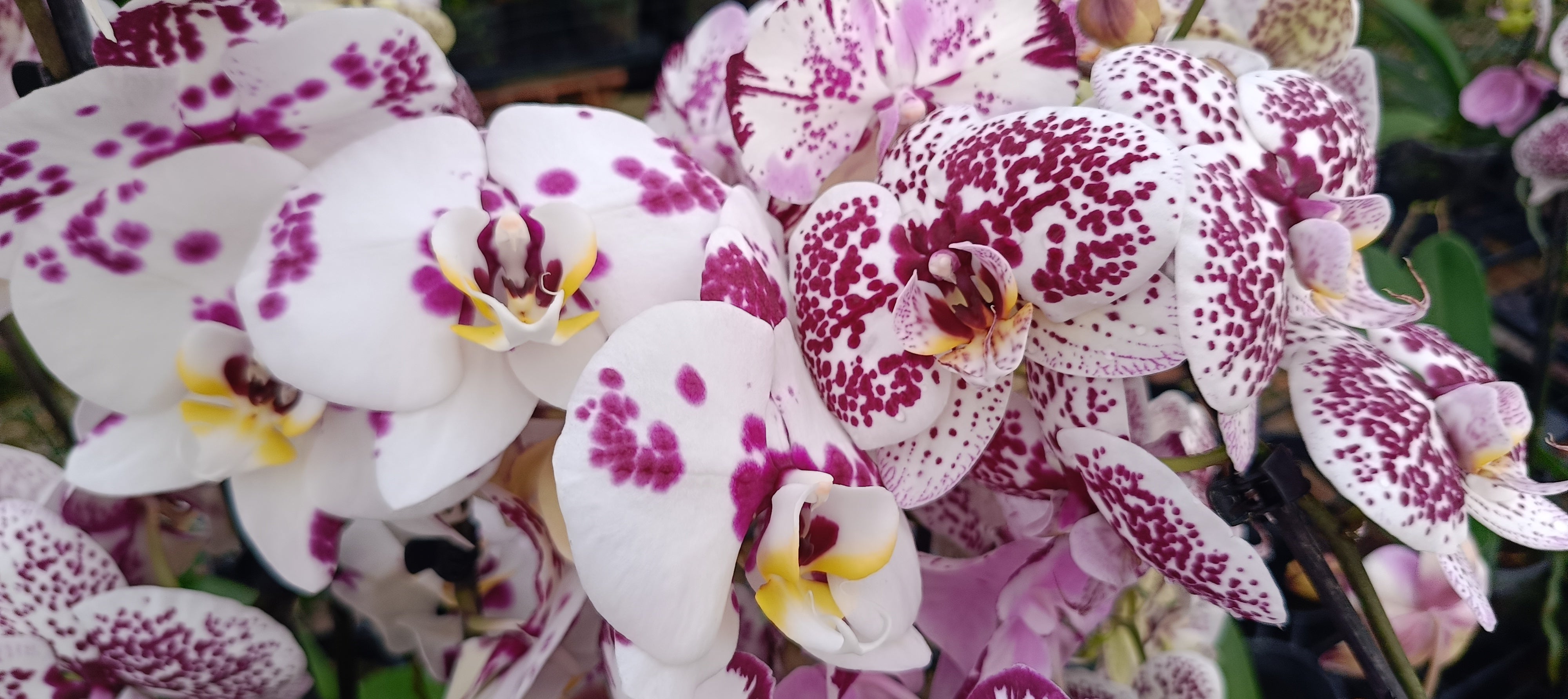 Plaqnts of Phalaenopsis orchids with elagant bloom with extra