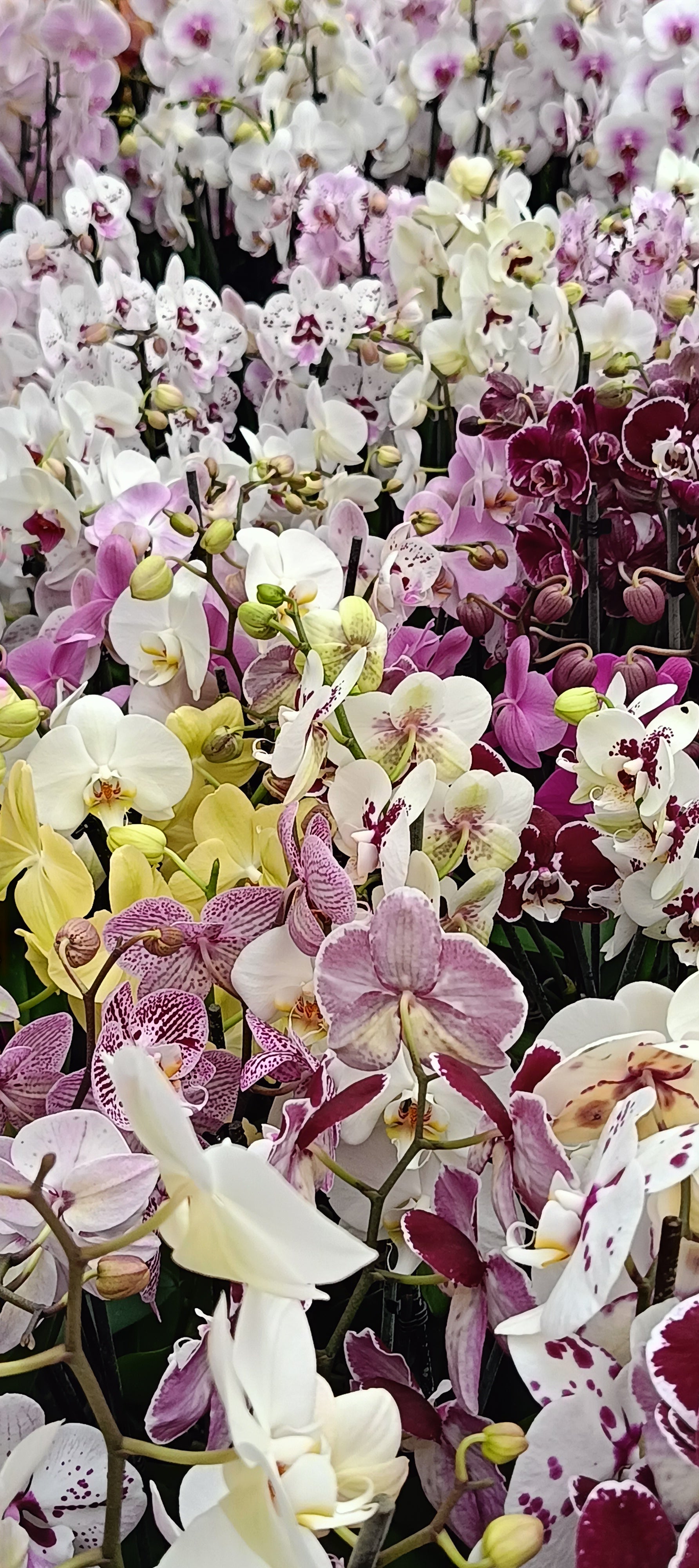 Orchidea Sorpresa – Set 3+1 Gratis Phalaenopsis