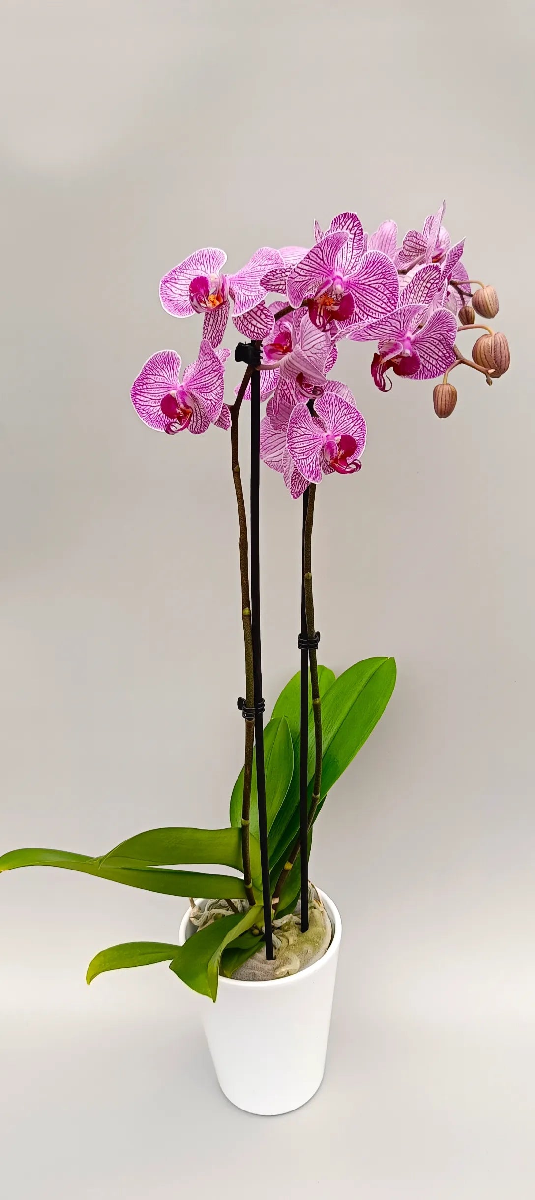 Full Silk Vein orchid plant with arching flower spikes
