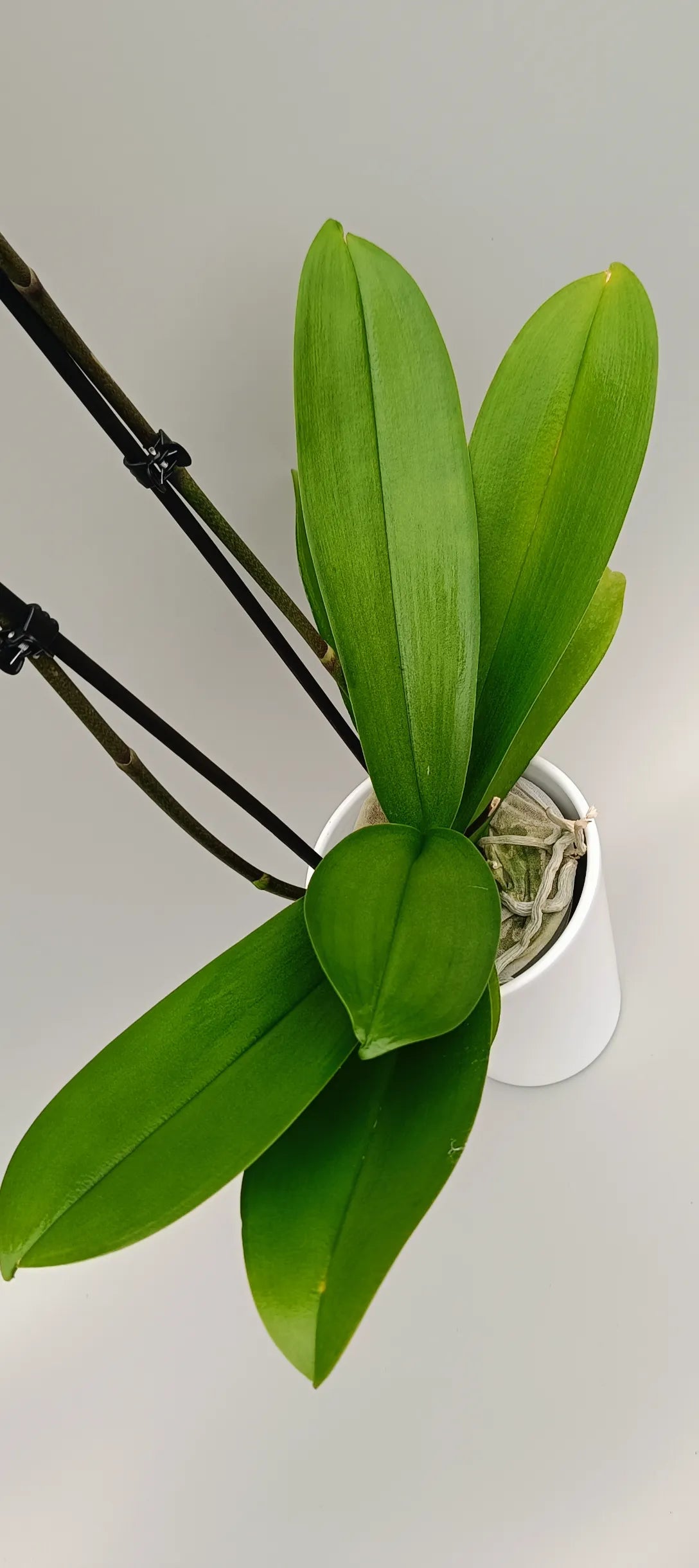 Phalaenopsis Silk Vein