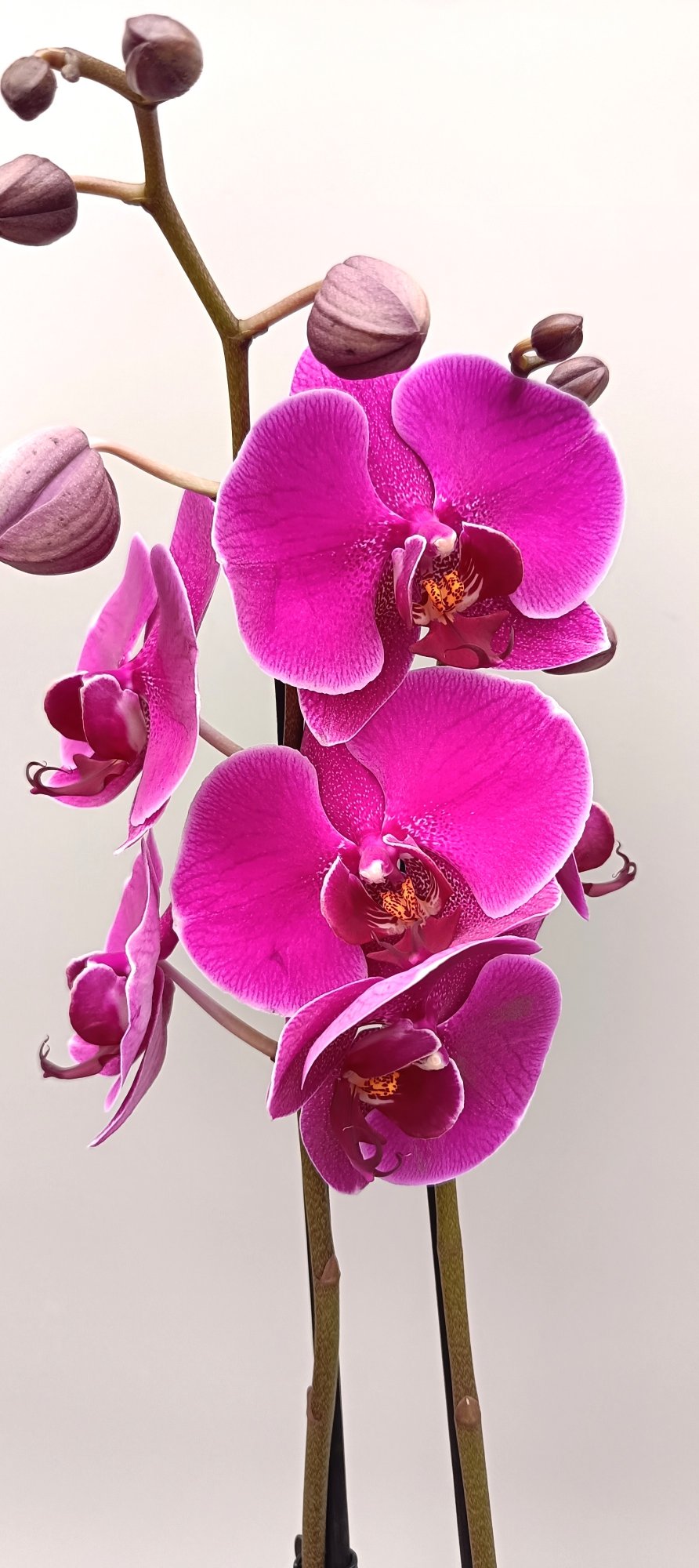 Detail of vivid purple orchid flower with velvety texture