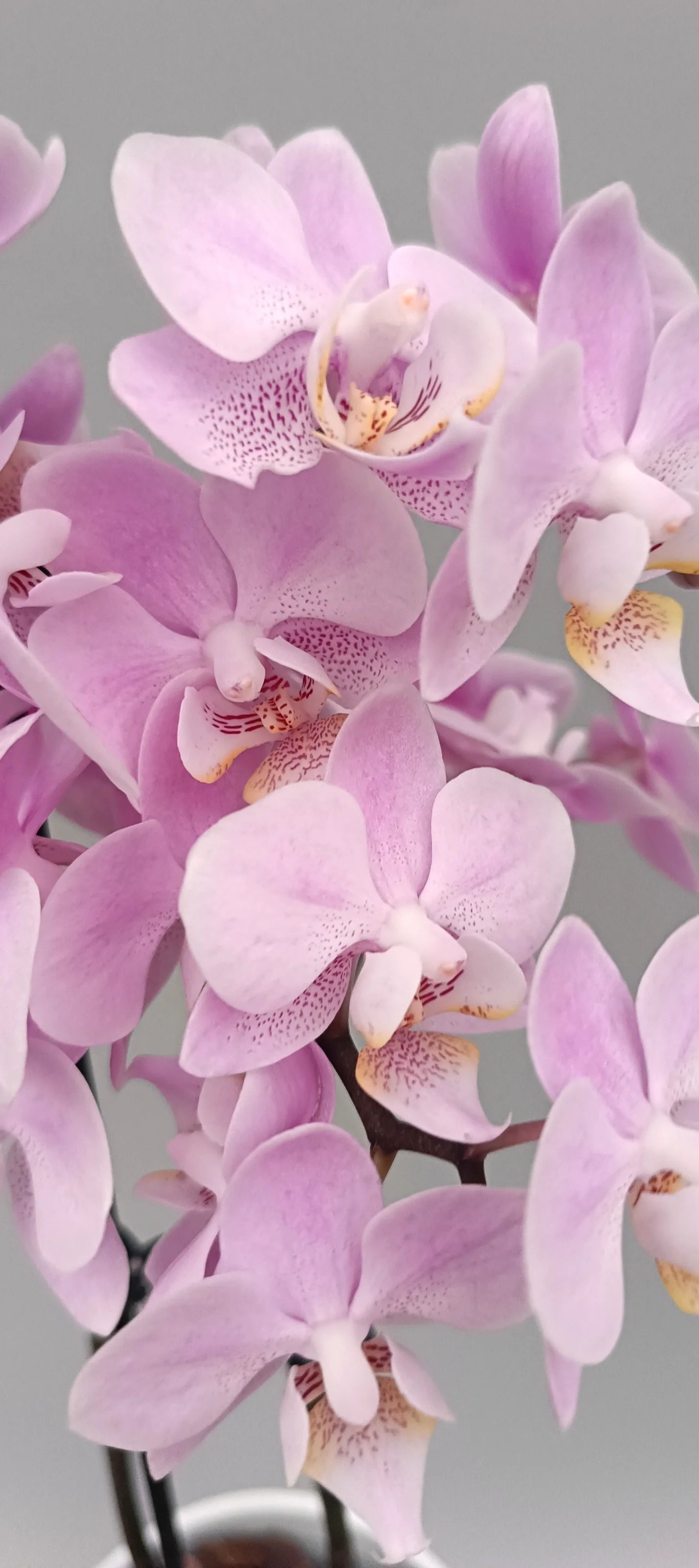 Close-up of Mini Powder Grace orchid blooms in delicate pastel pink tones