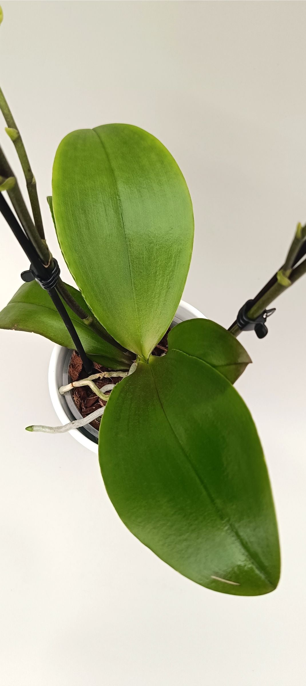 Phalaenopsis Mini Citrus Pearl