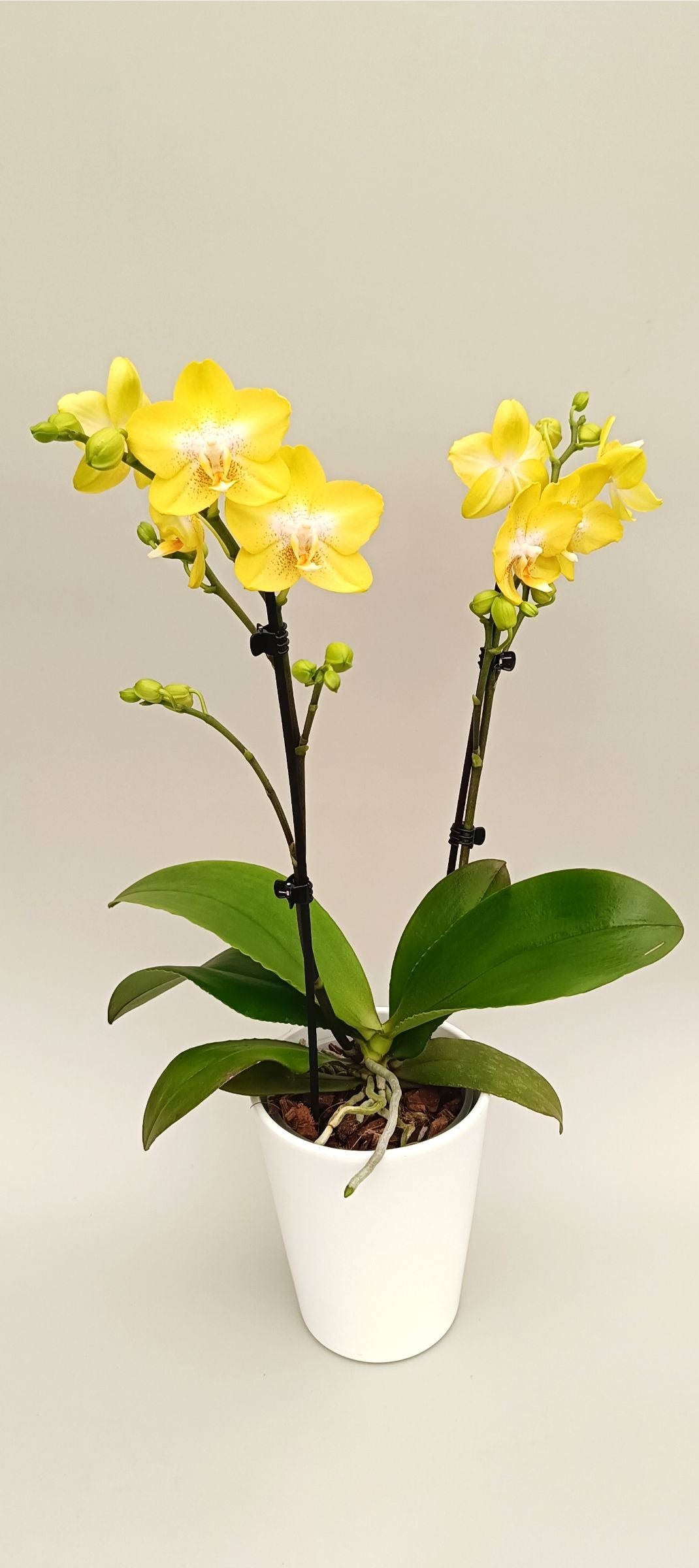 Phalaenopsis Mini Citrus Pearl