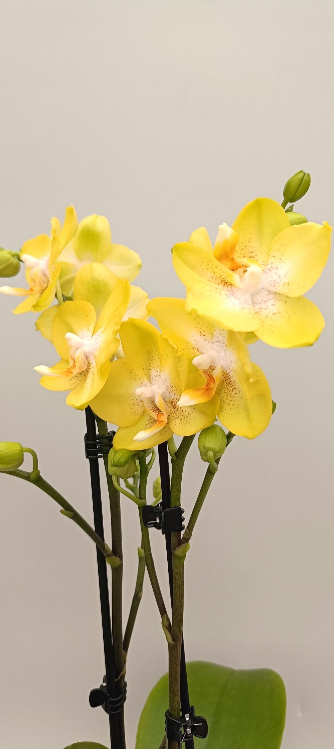 Phalaenopsis Mini Citrus Pearl