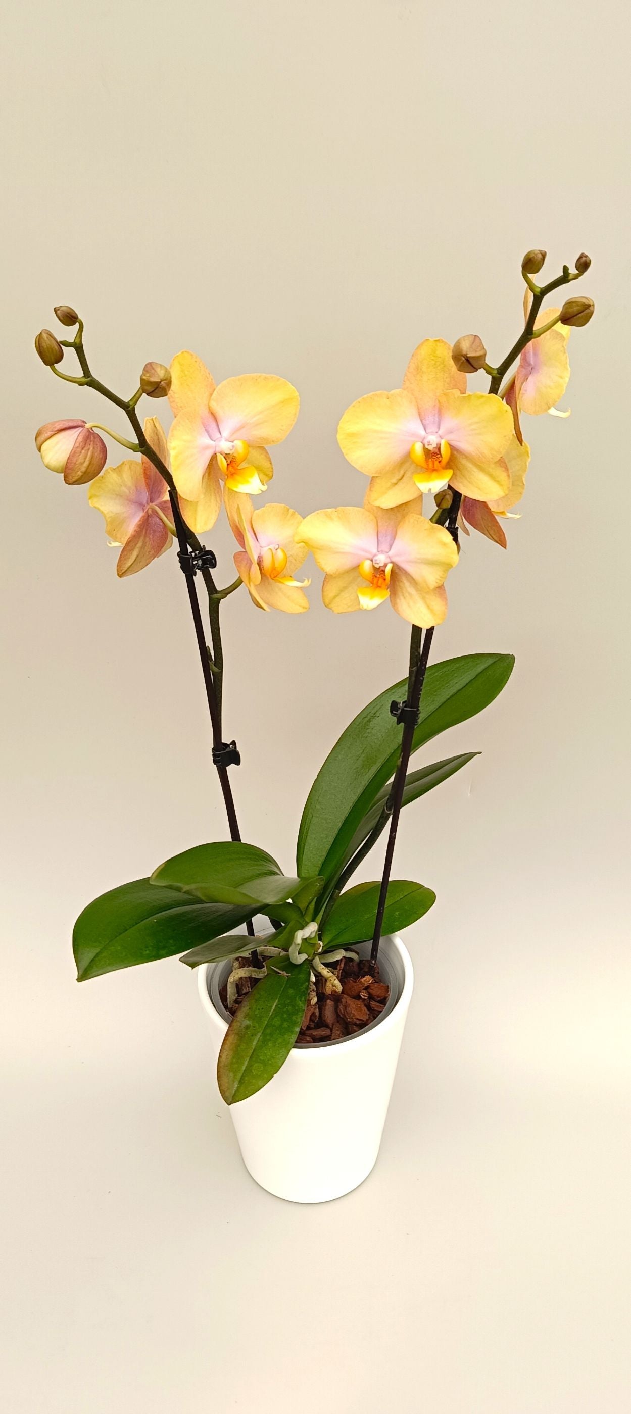 Luxury mini orchid with warm golden blooms