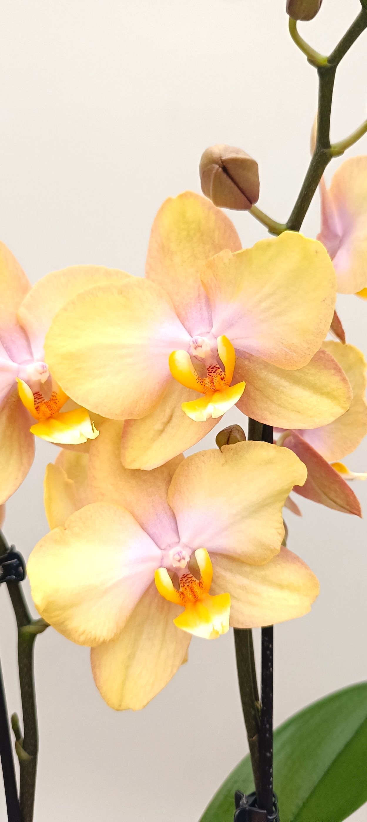 Phalaenopsis Mini Honey Silk with soft honey-golden blooms