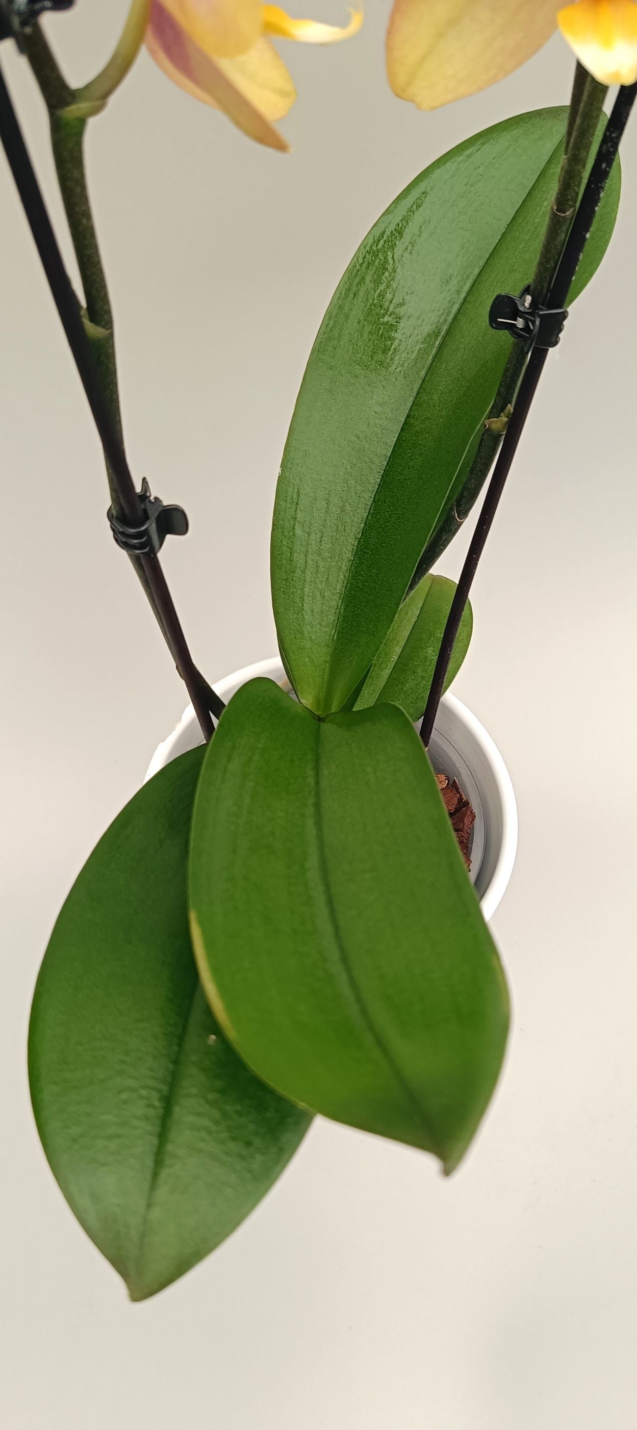 Leaves of phalaenopsis honey silk