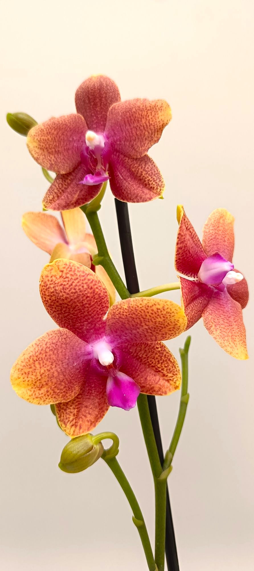 Mini Bolgheri orchid with exotic sunset-colored blooms