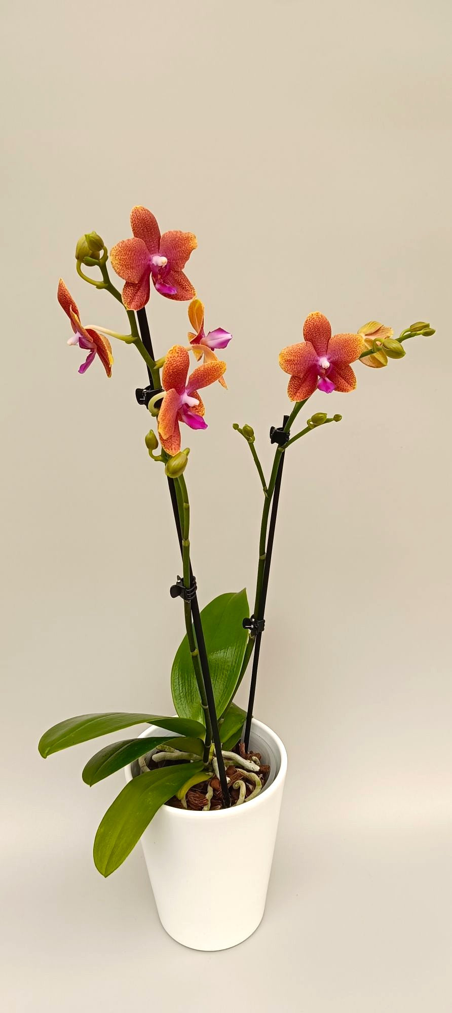 Luxury mini orchid with bronze apricot blooms