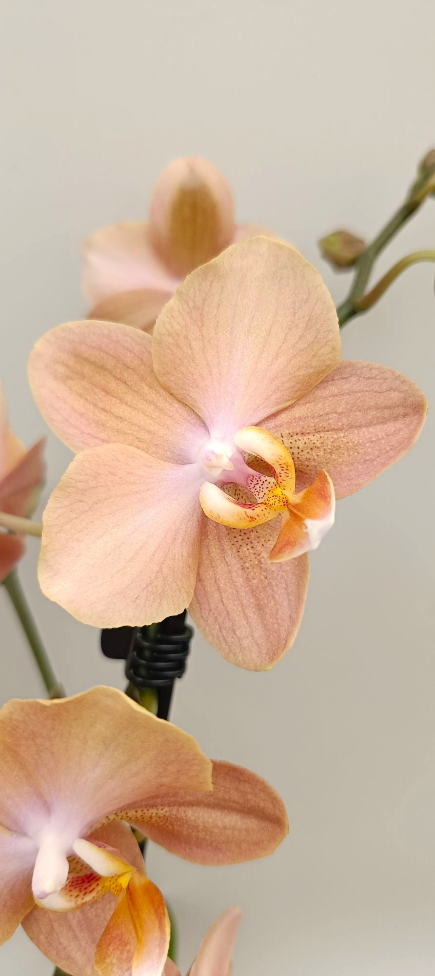 Close-up of delicate nude blush mini orchid blooms