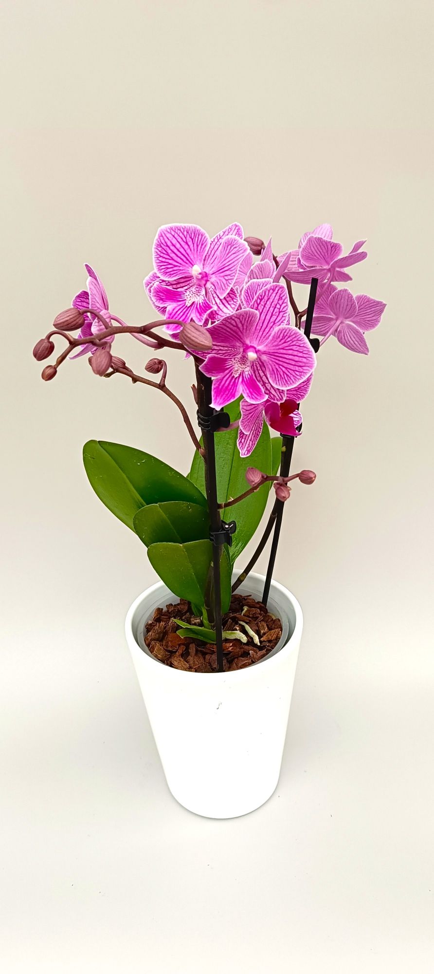 Luxury pink orchid with striped floral blooms