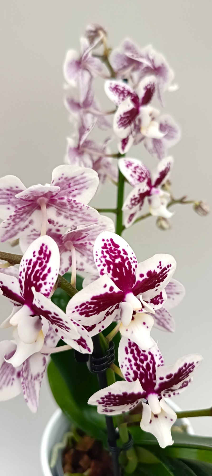 Close-up of Mini Porcelain Mosaic orchid flowers