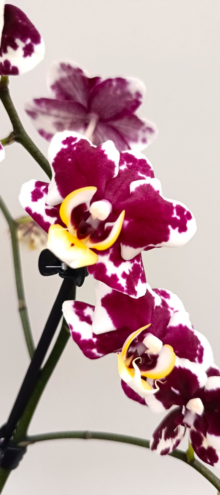 Mini Ruby Panther orchid with ruby burgundy and white blooms