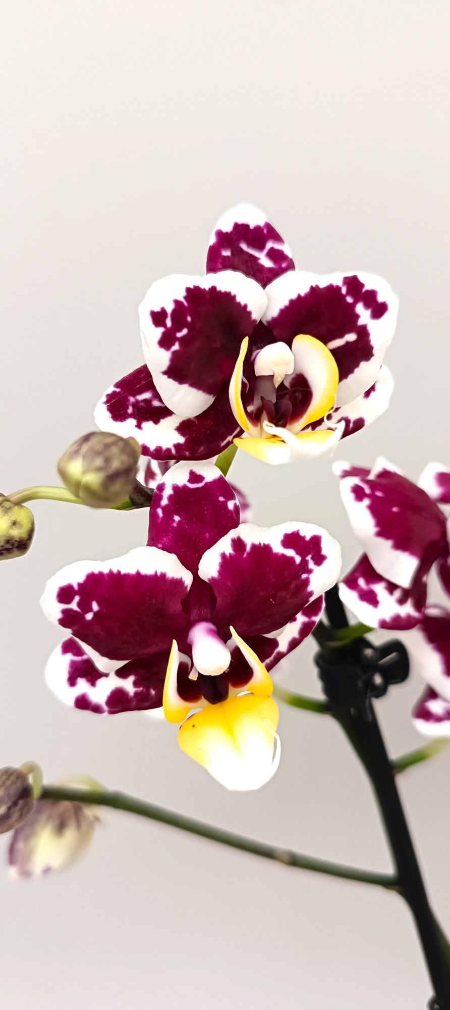 Mini Phalaenopsis orchid with wild ruby panther markings