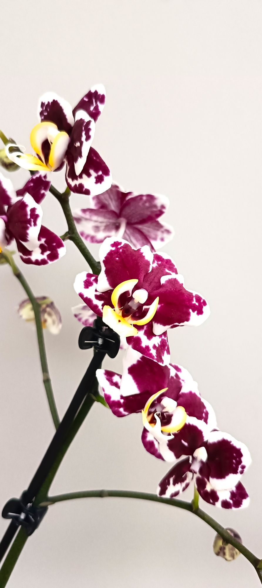 Elegant mini orchid with ruby and white exotic petals