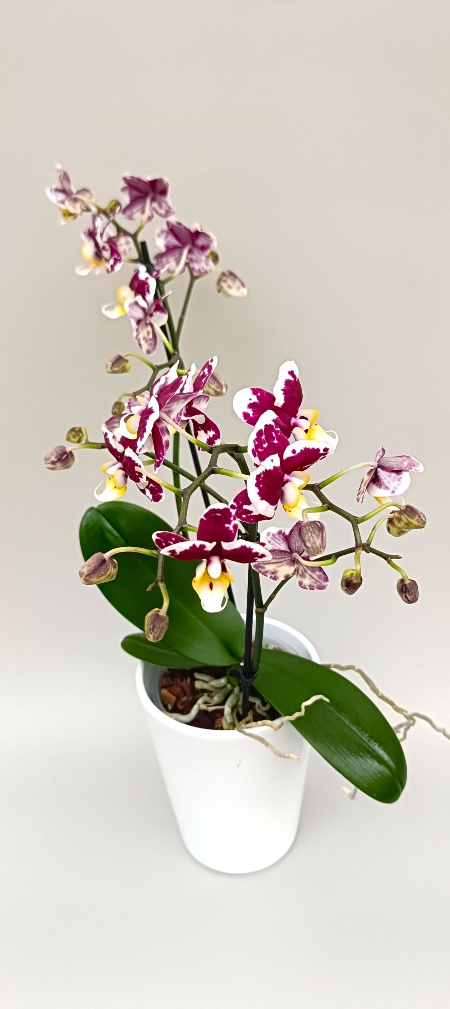 Luxury mini orchid with burgundy white floral contrast