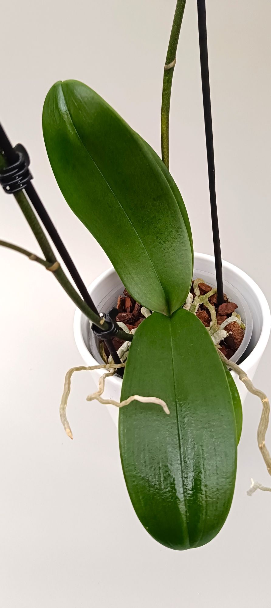 Phalaenopsis Mini Ruby Panther