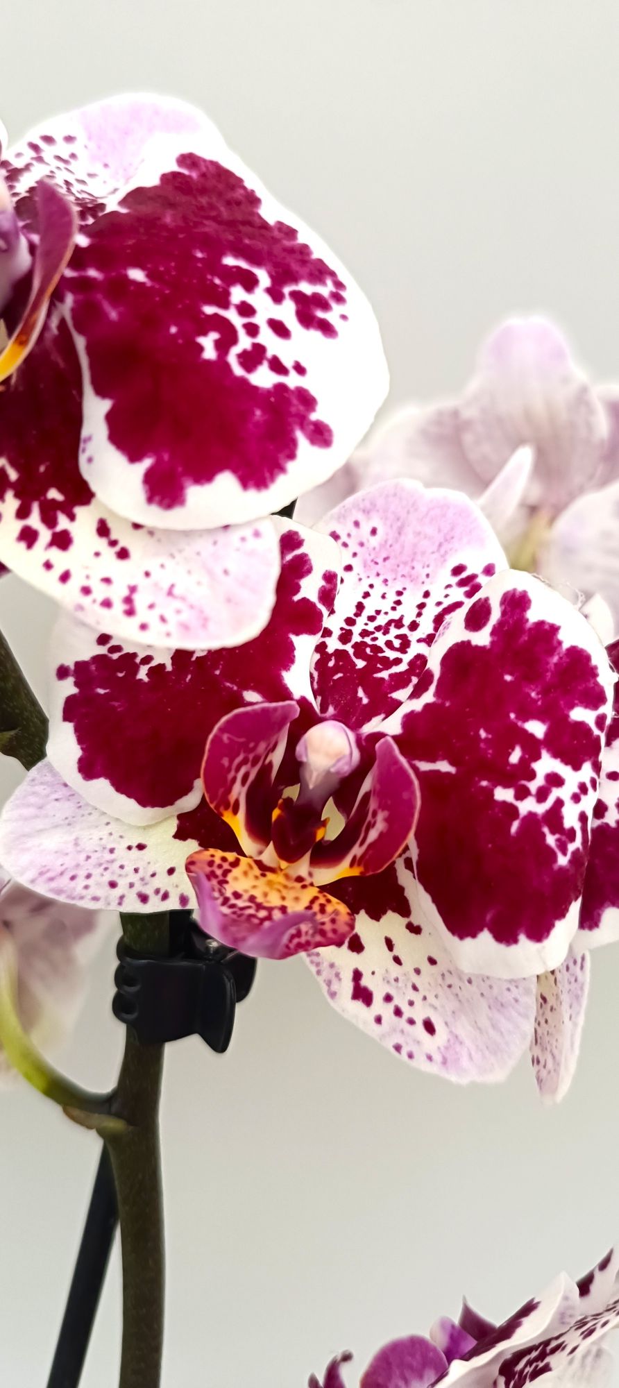 Close-up of Mini Ruby Splash orchid flowers