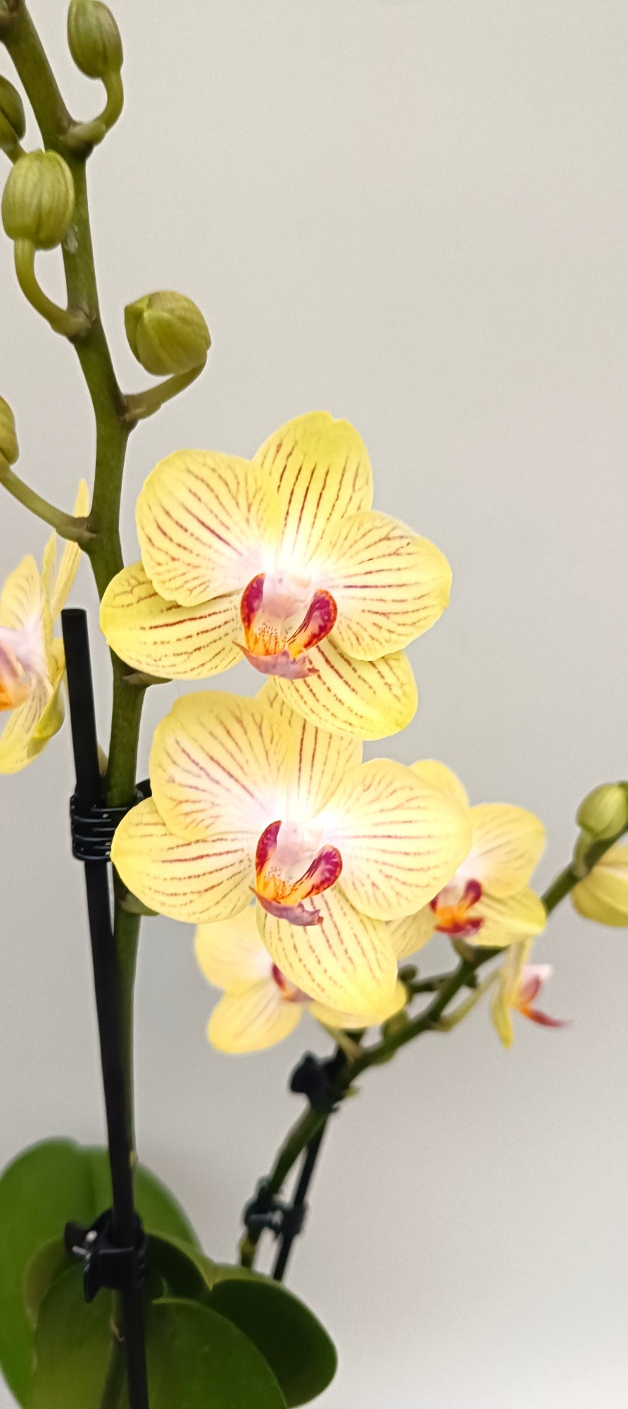 Elegant mini orchid with soft vanilla yellow flowers
