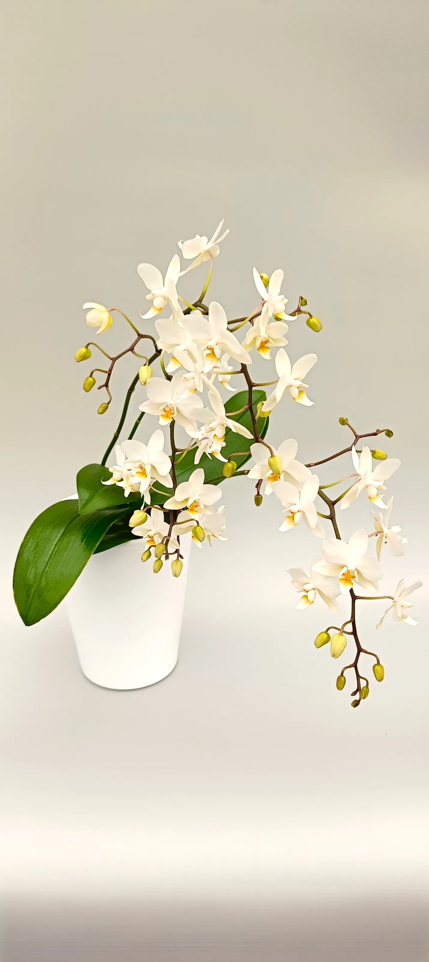 Cascading Phalaenopsis orchid without support sticks