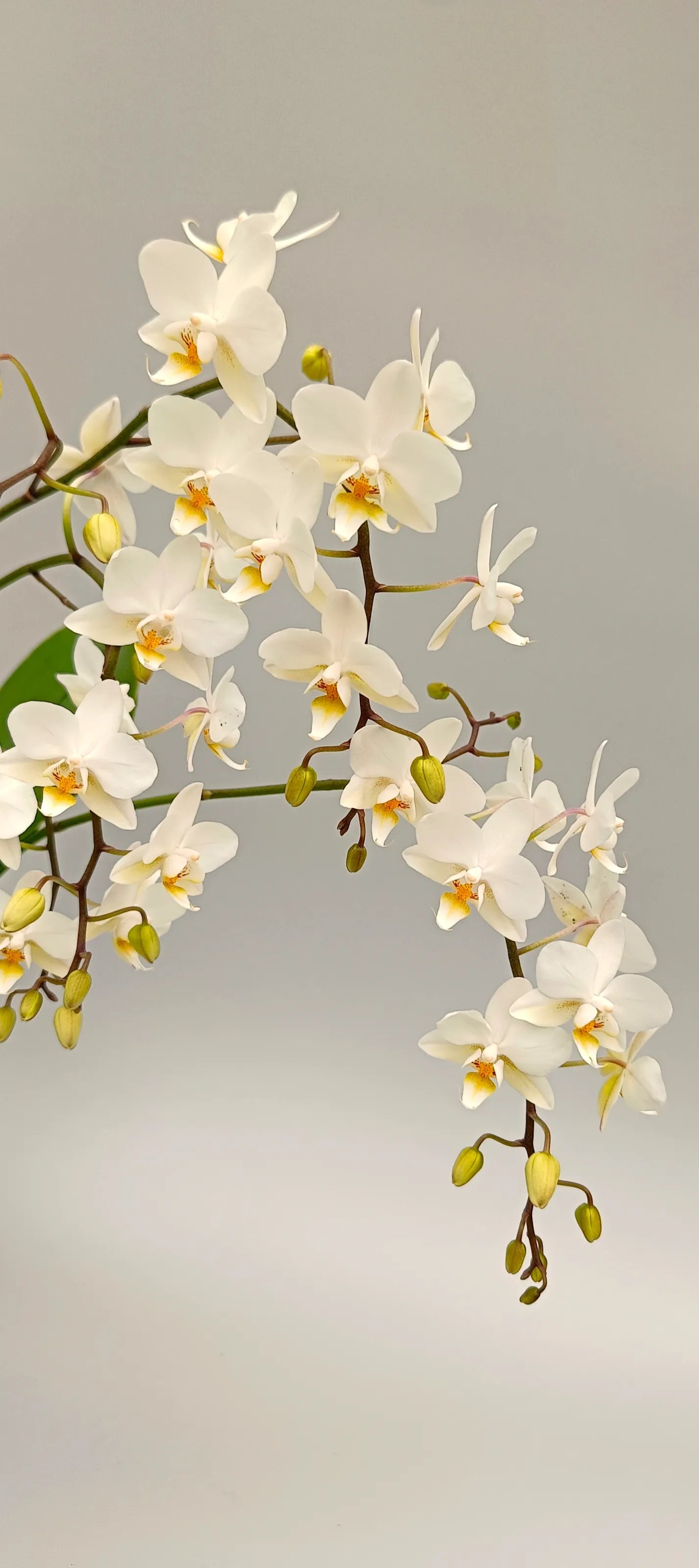 White Cascade orchid in pot with natural shape