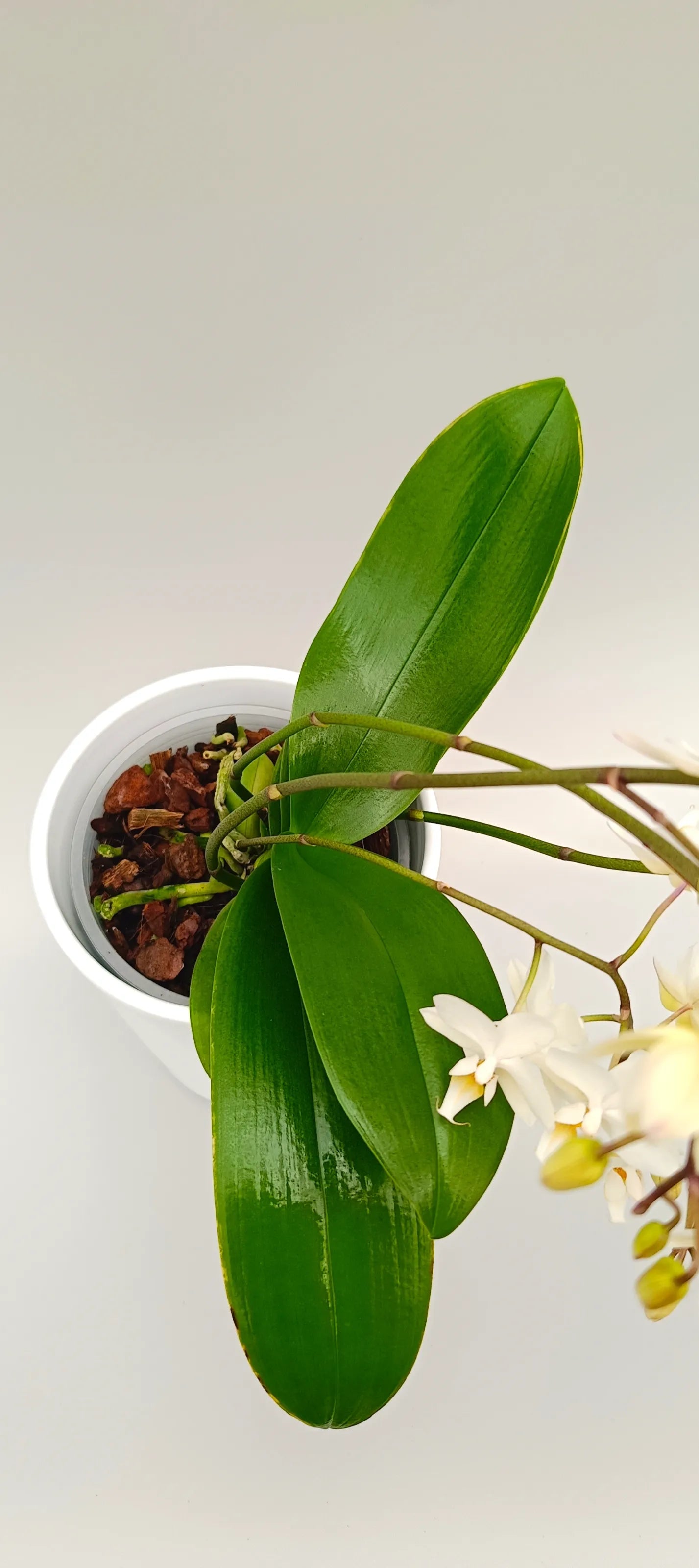 White Cascade orchid with naturally flowing white blooms