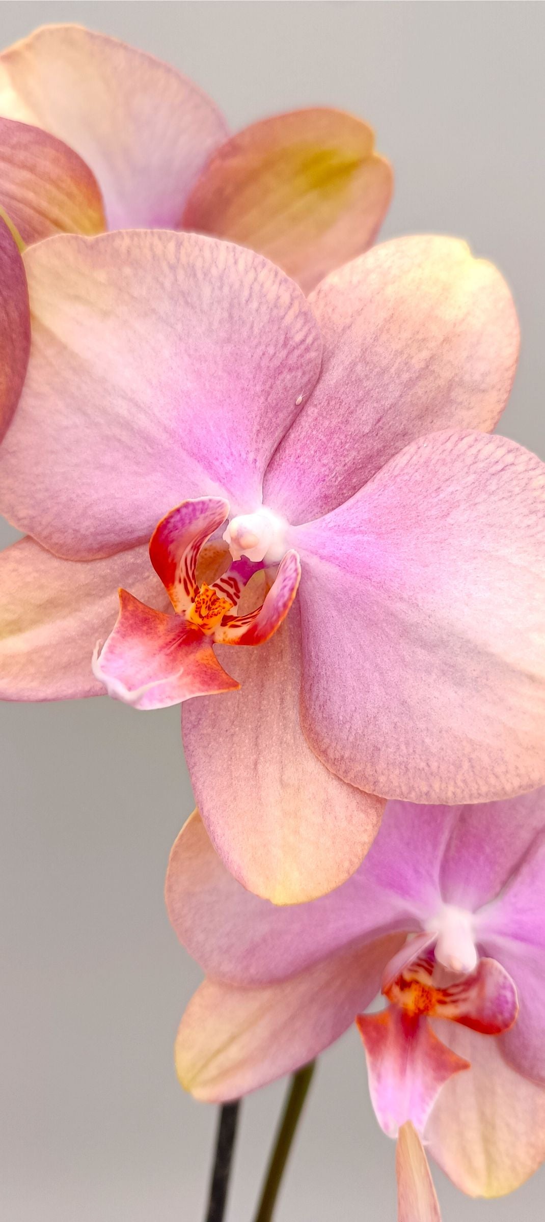 Detail of soft peach orchid petals with warm gradient tones