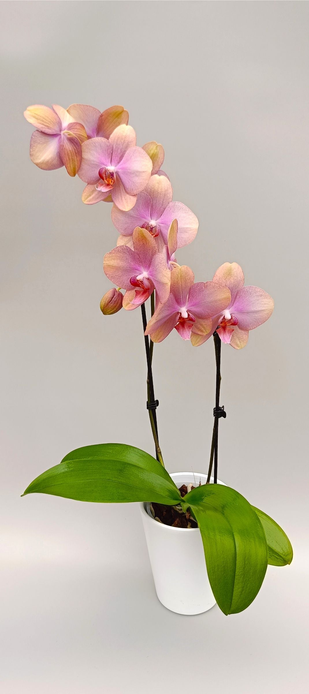 Elegant peach Phalaenopsis orchid with arching flower spikes
