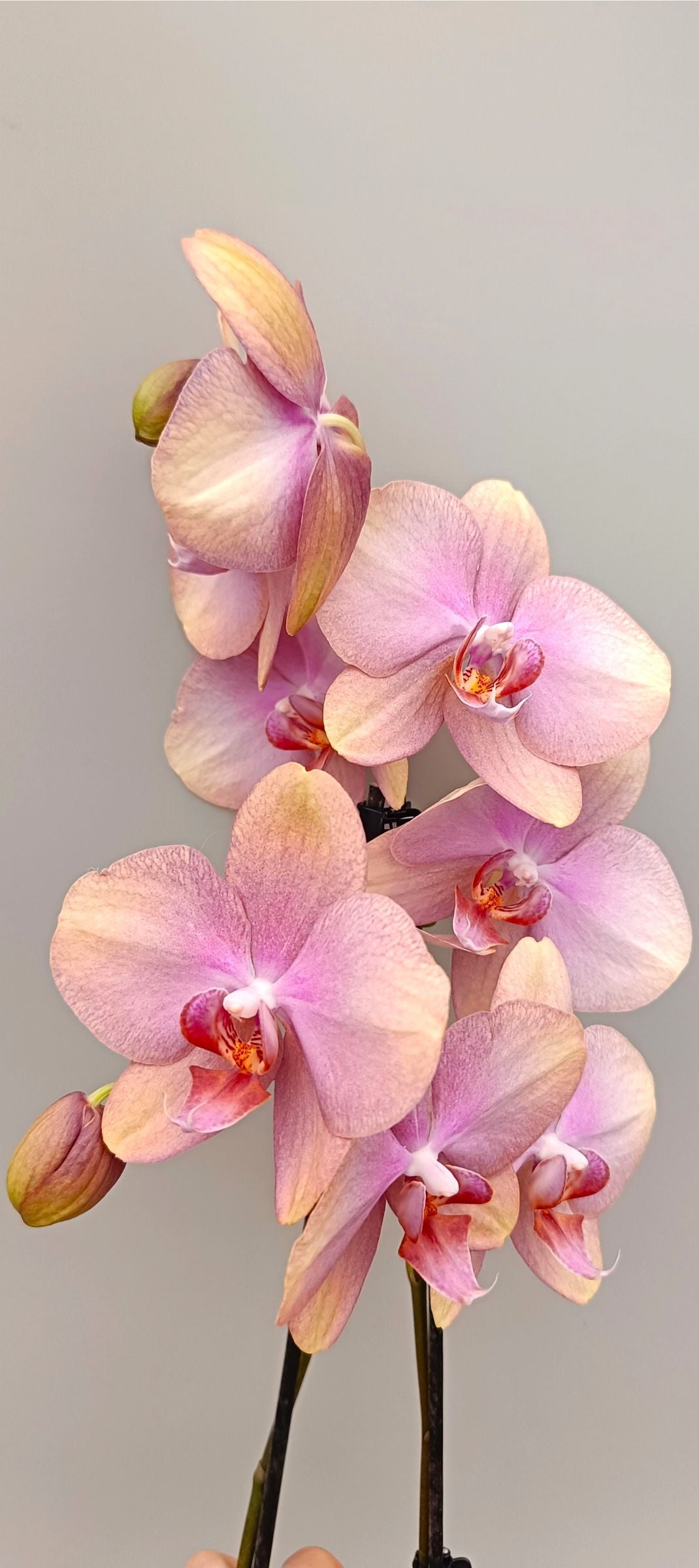 Elegant peach Phalaenopsis orchid with arching flower spikes