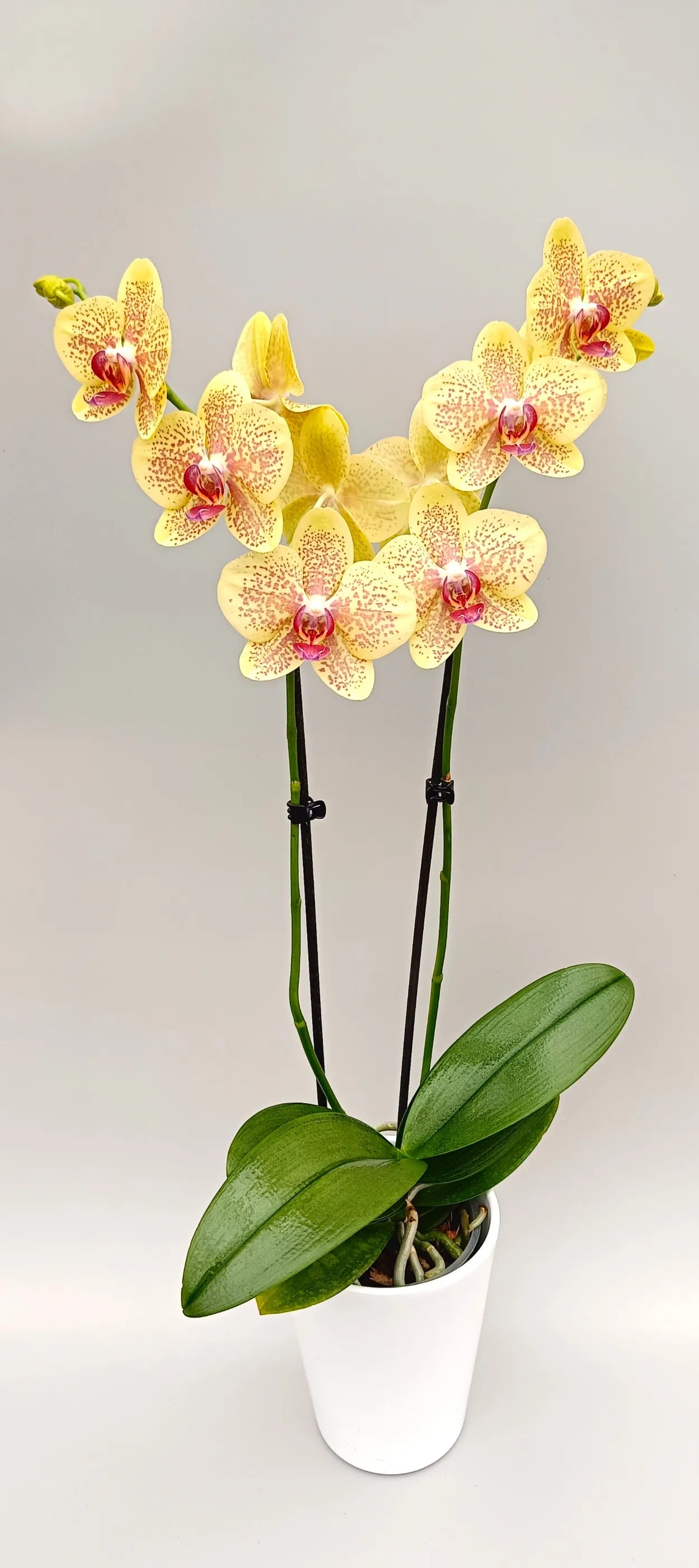 Full Sun Kissed Phalaenopsis orchid plant with multiple yellow flowering spikes