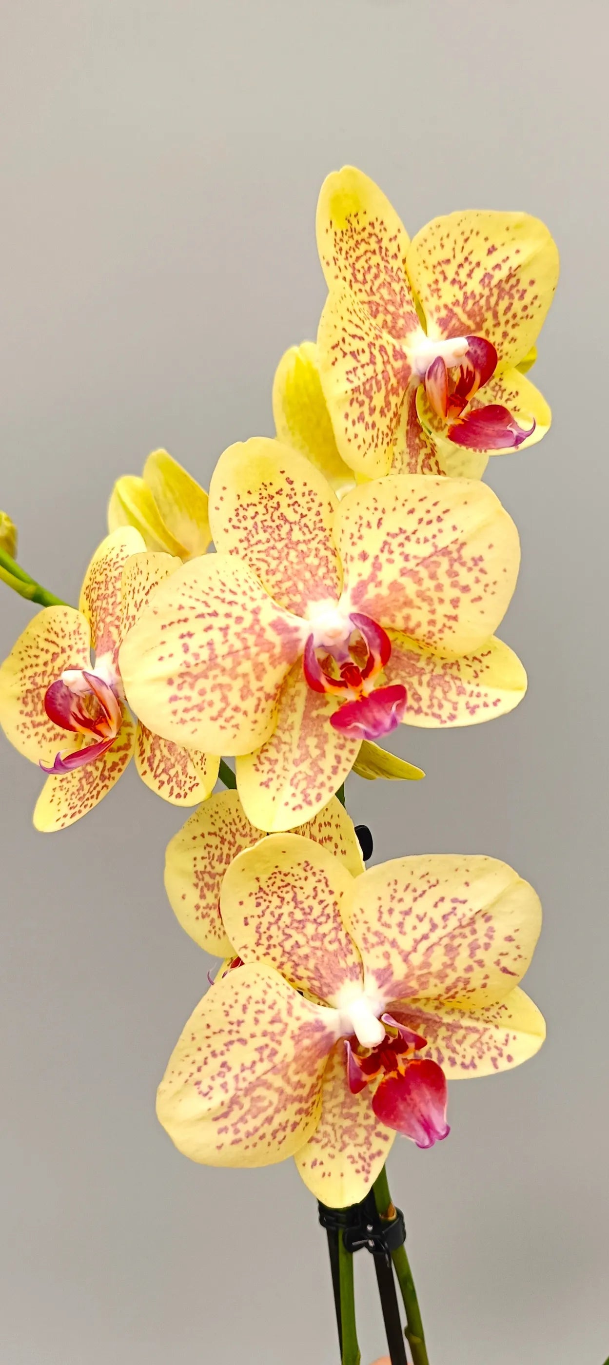 Full Sun Kissed Phalaenopsis orchid plant with multiple yellow flowering spikes