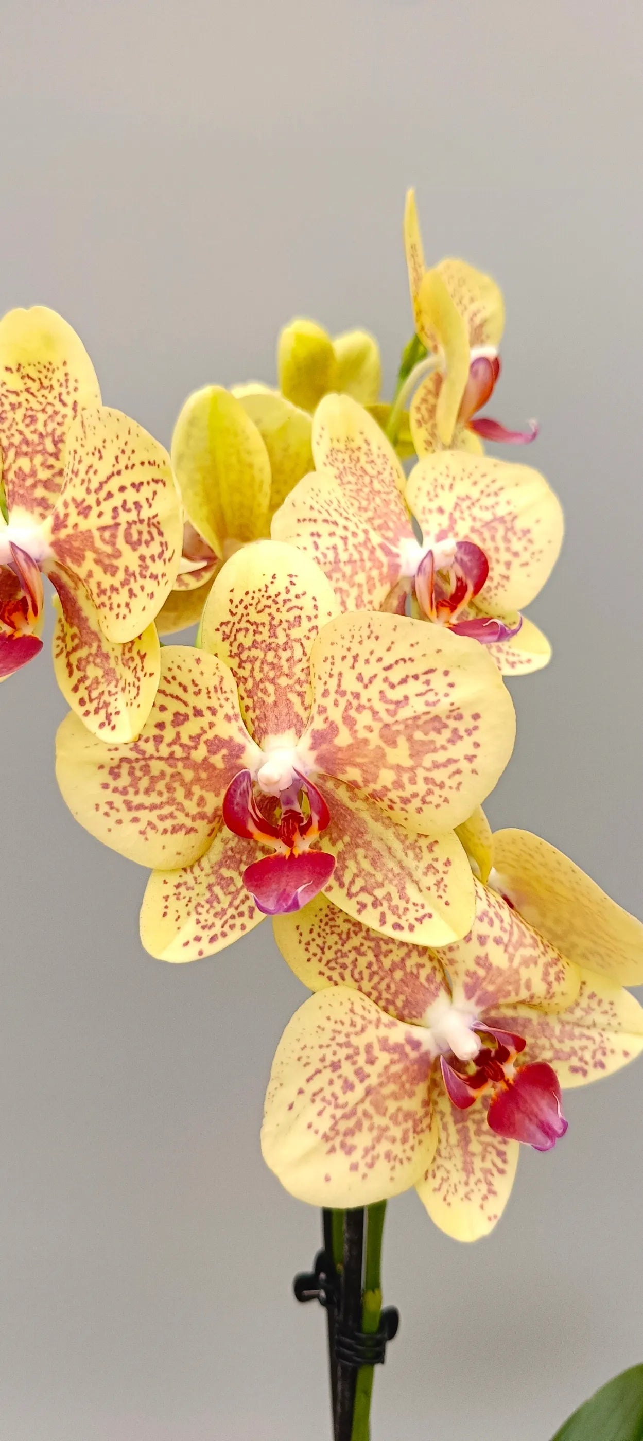 Detailed view of Sun Kissed orchid flower with vibrant yellow and dotted pattern