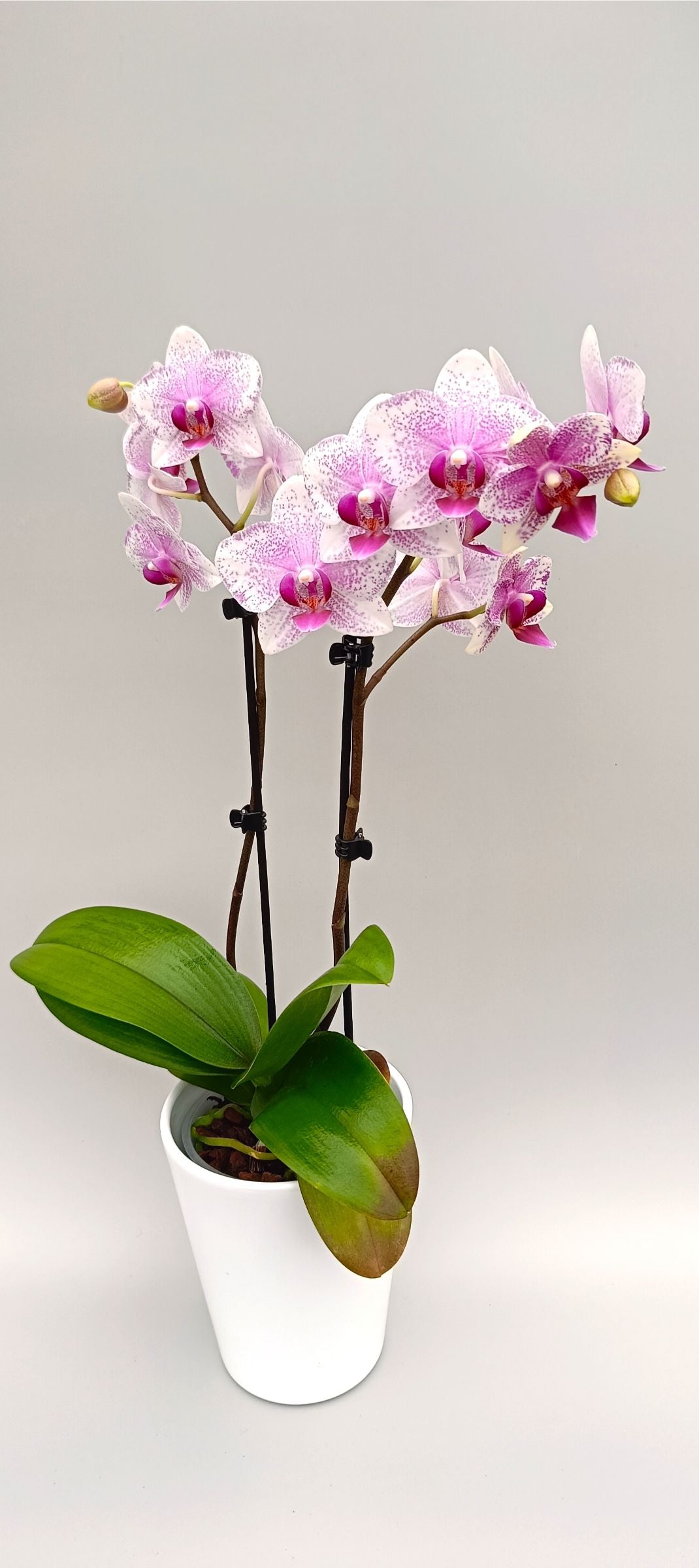 Detail of freckled orchid flower with vivid pink center