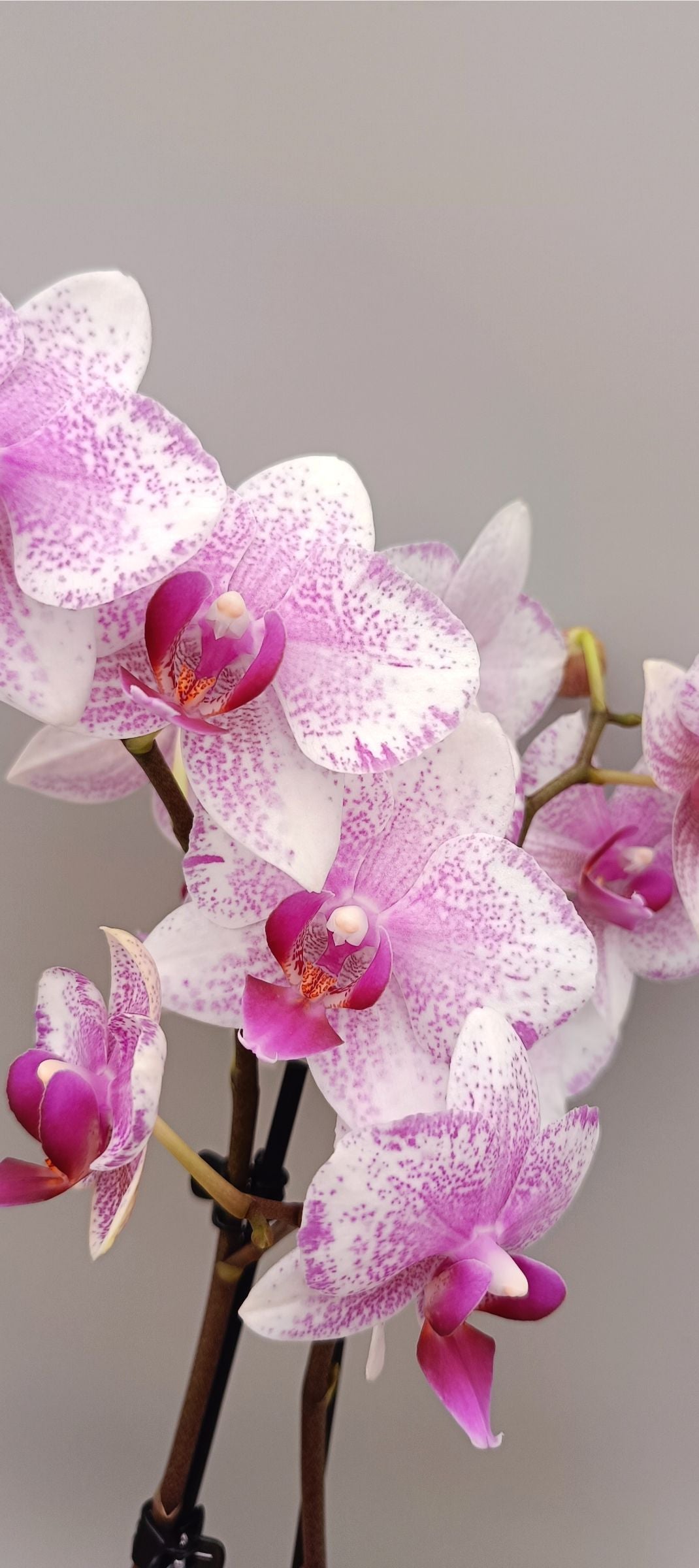 Mini Pink Freckles orchid with white flowers and pink speckles