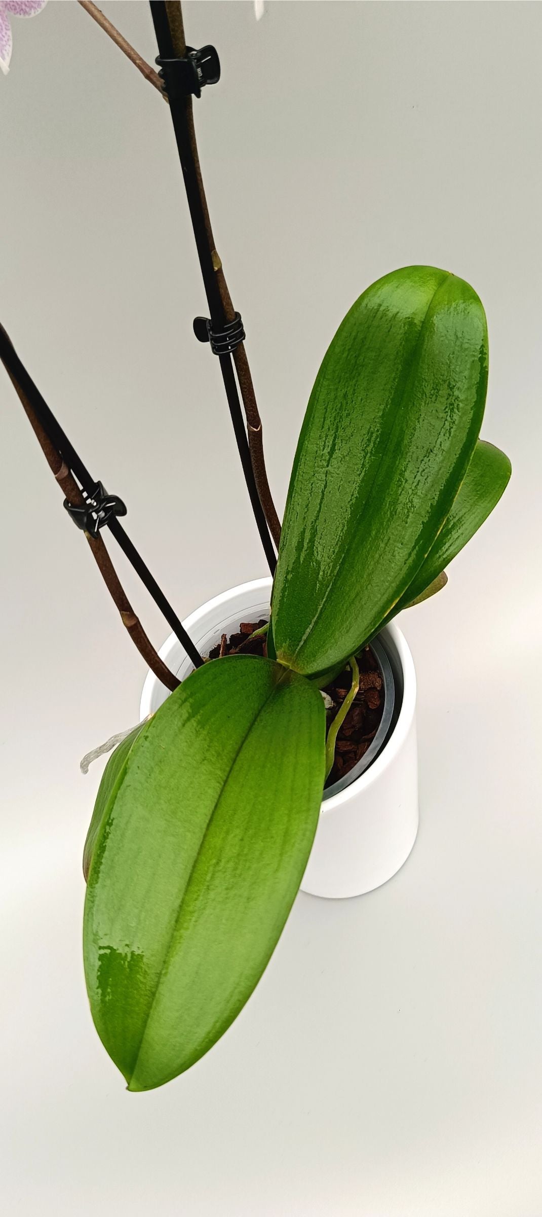 Detail of freckled orchid flower with vivid pink center