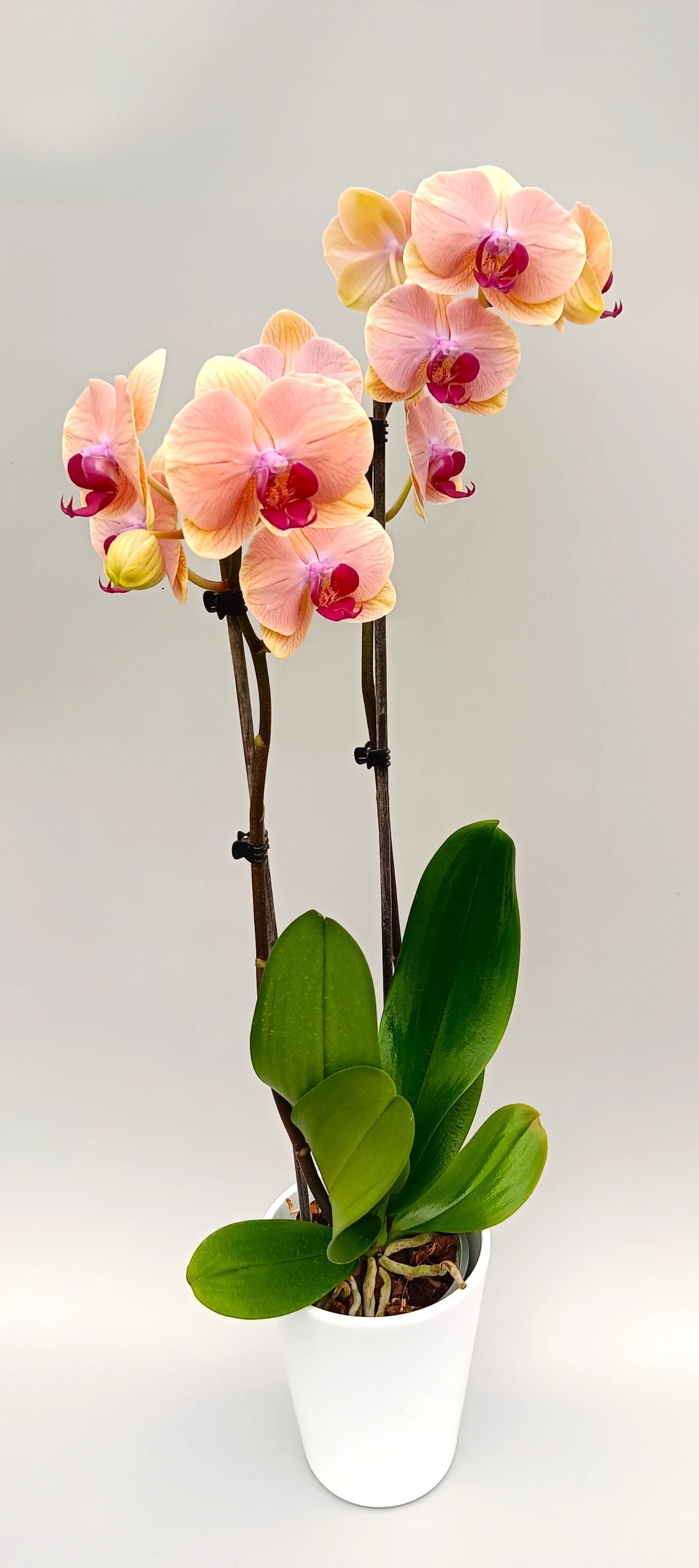 Full Velvet Apricot orchid plant with arching flower spikes