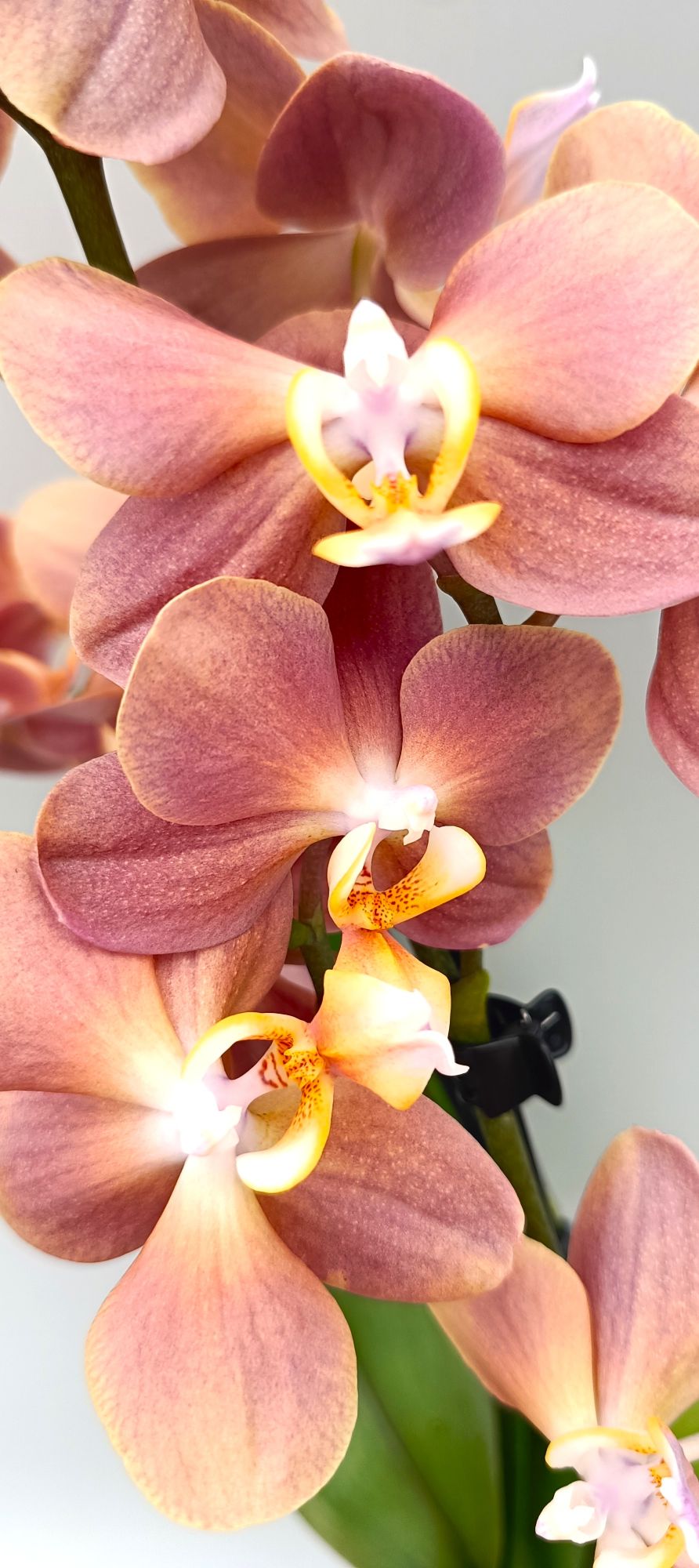 Detail of smooth apricot orchid flower with soft gradient