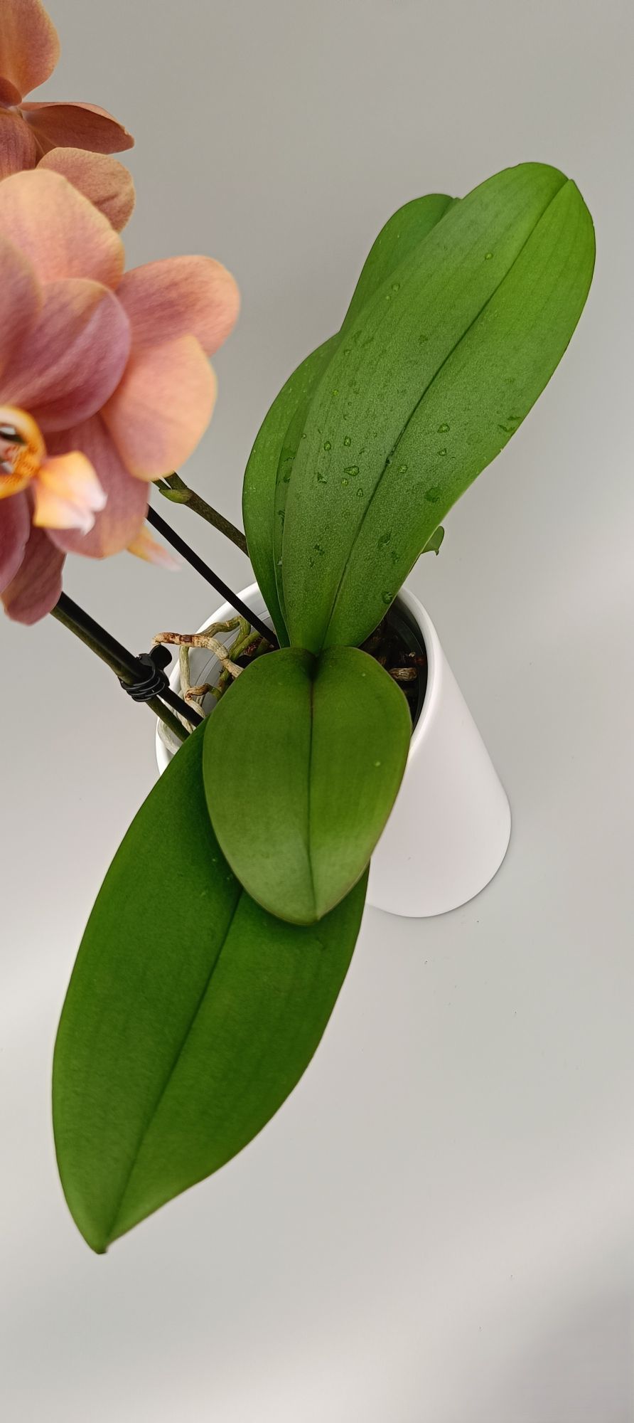 Healthy green leaves of orchid in pot