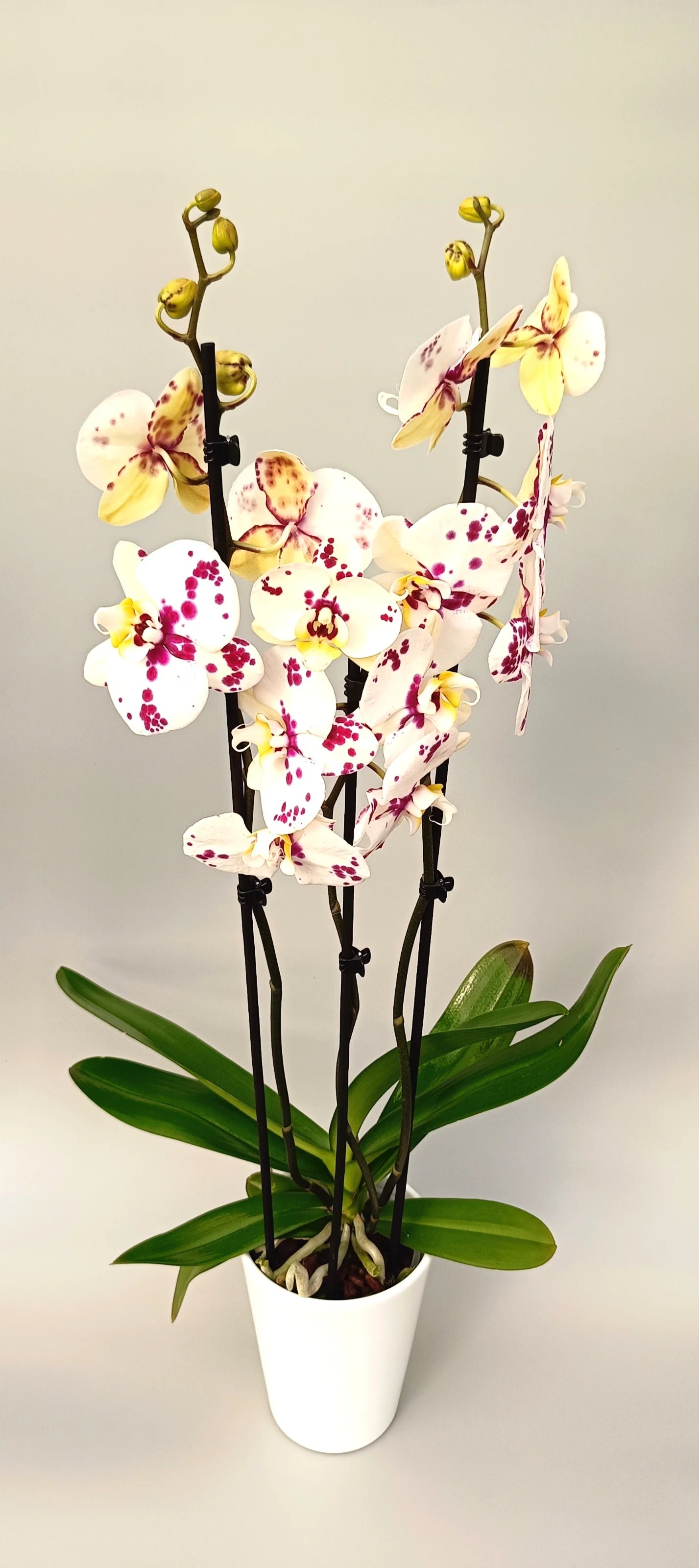 Phalaenopsis orchid Art Bloom with purple spotted flowers