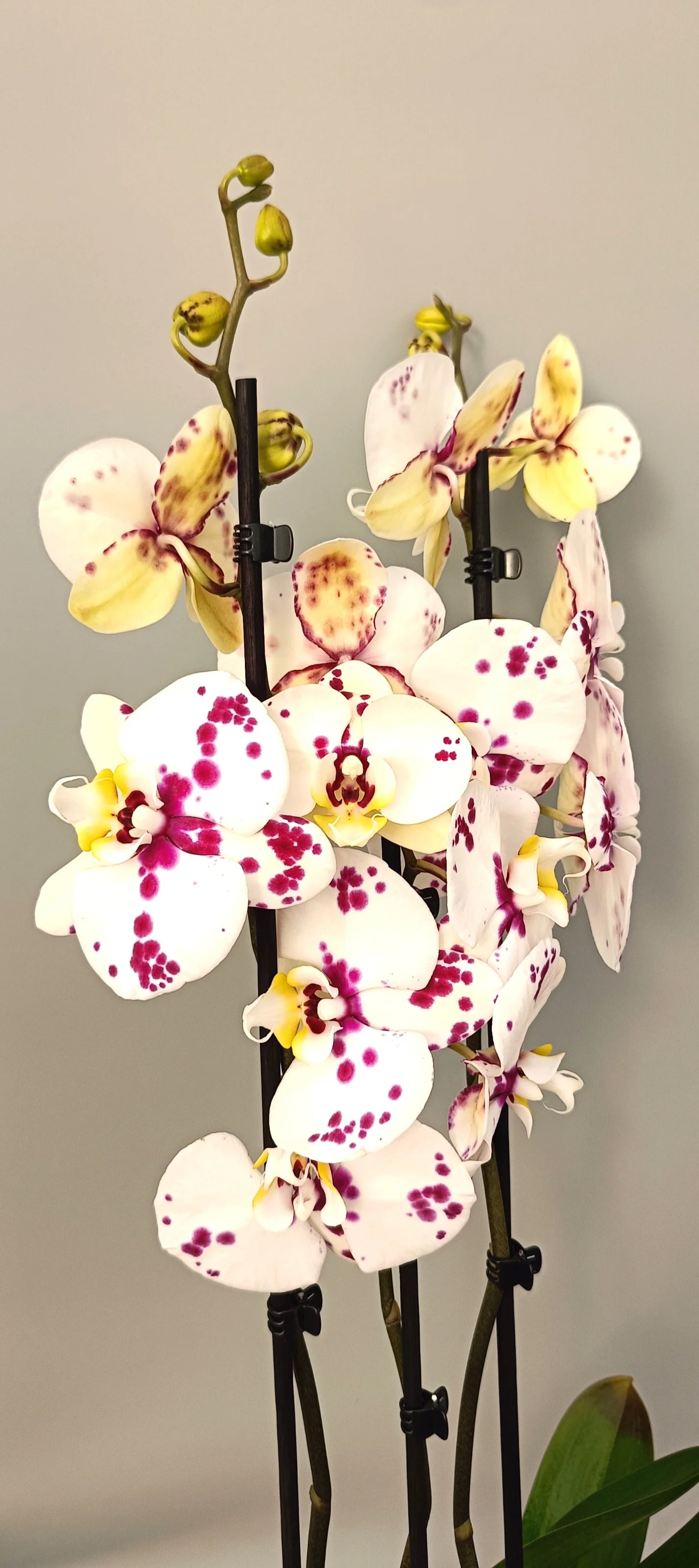 Blooming Phalaenopsis Art Bloom