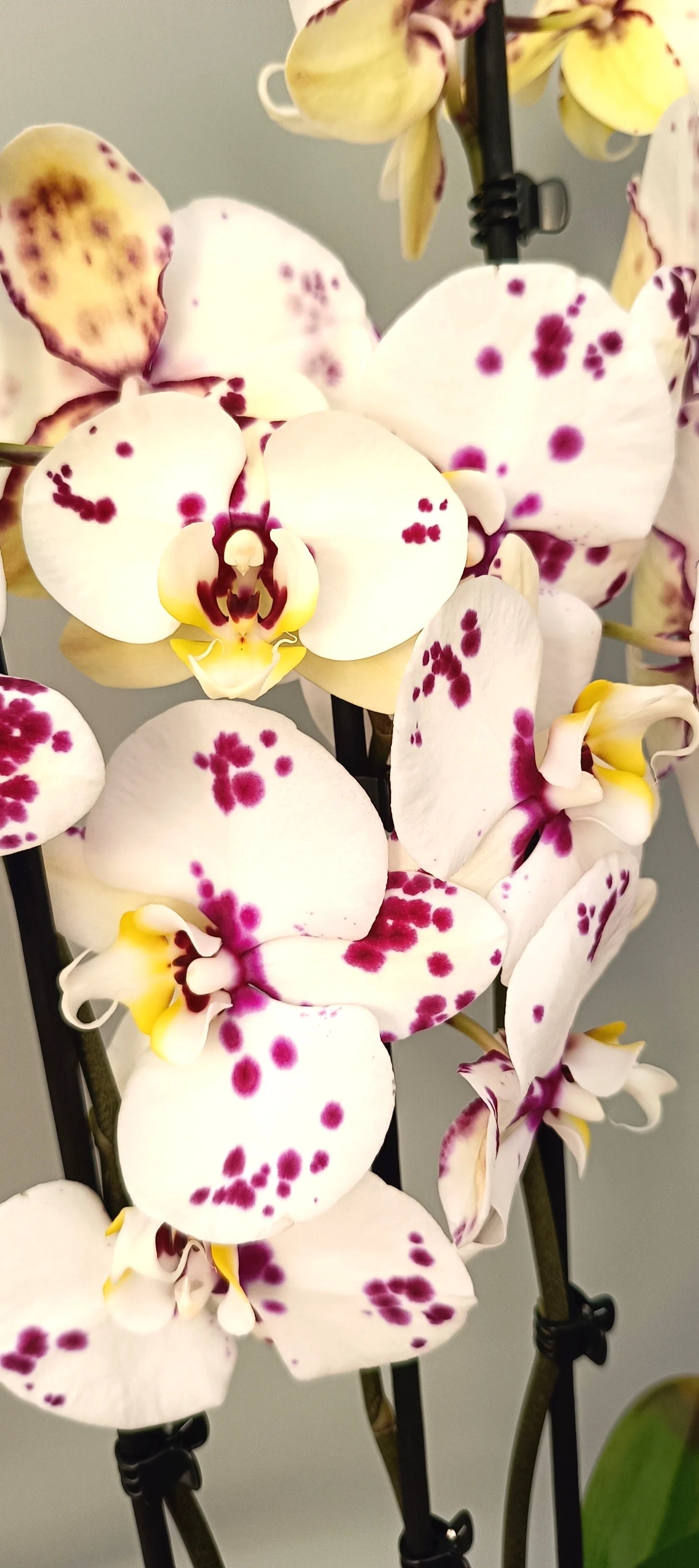 Close-up of Art Bloom orchid flowers