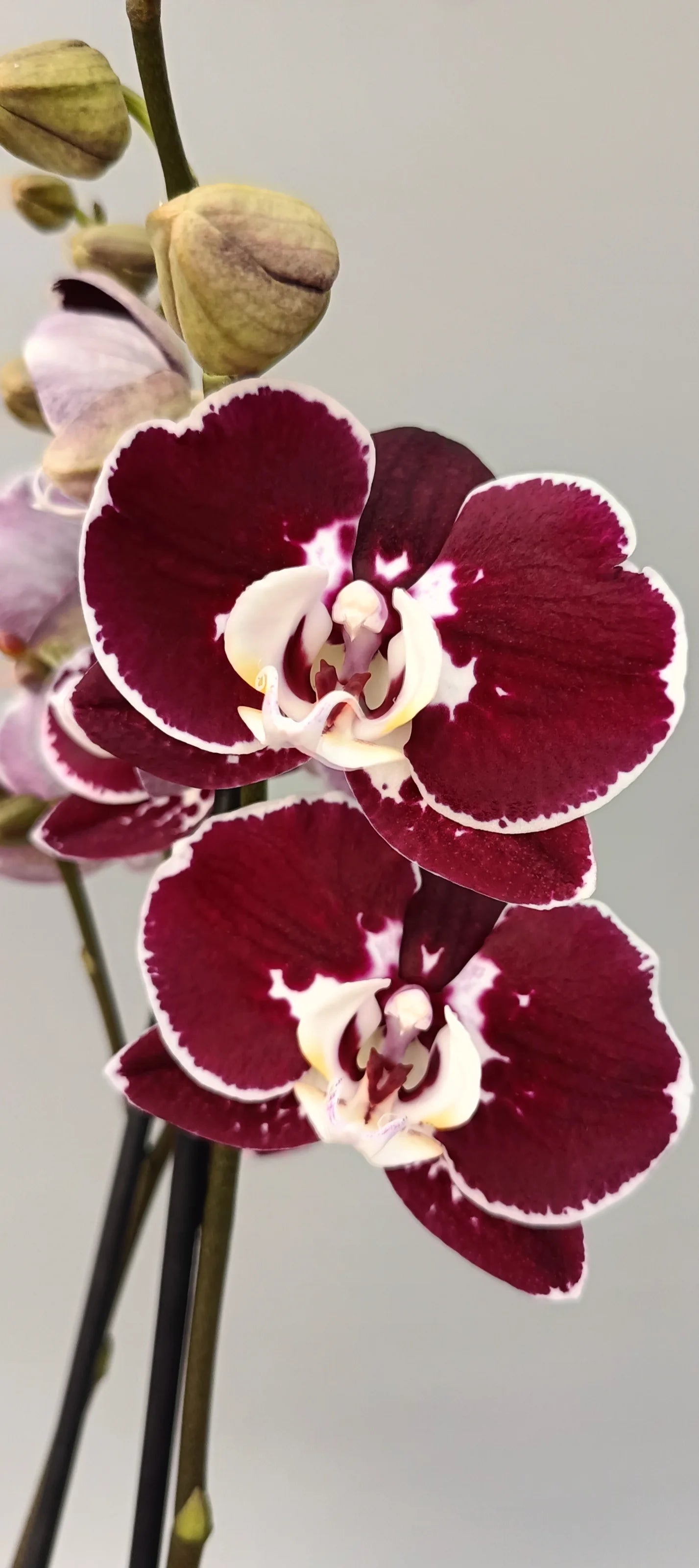 Close-up of Burgundy Edge orchid blooms with contrasting edge
