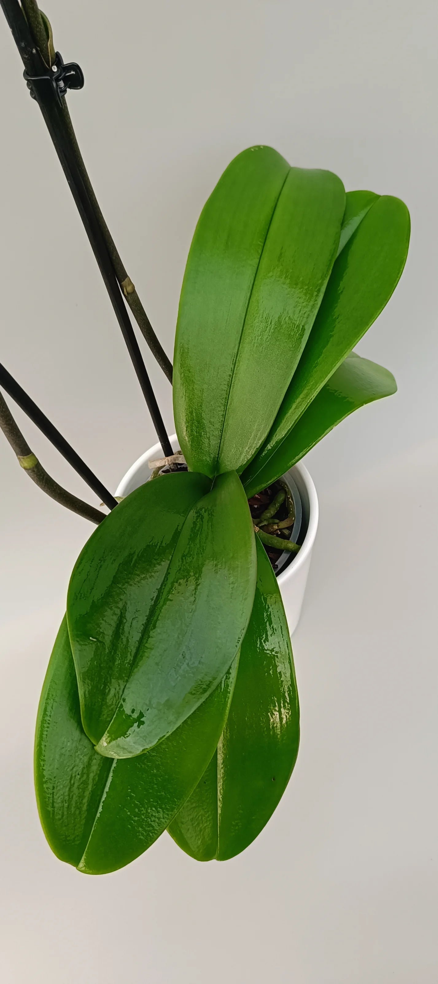 Leaves of phalaenopsis burgundy edge