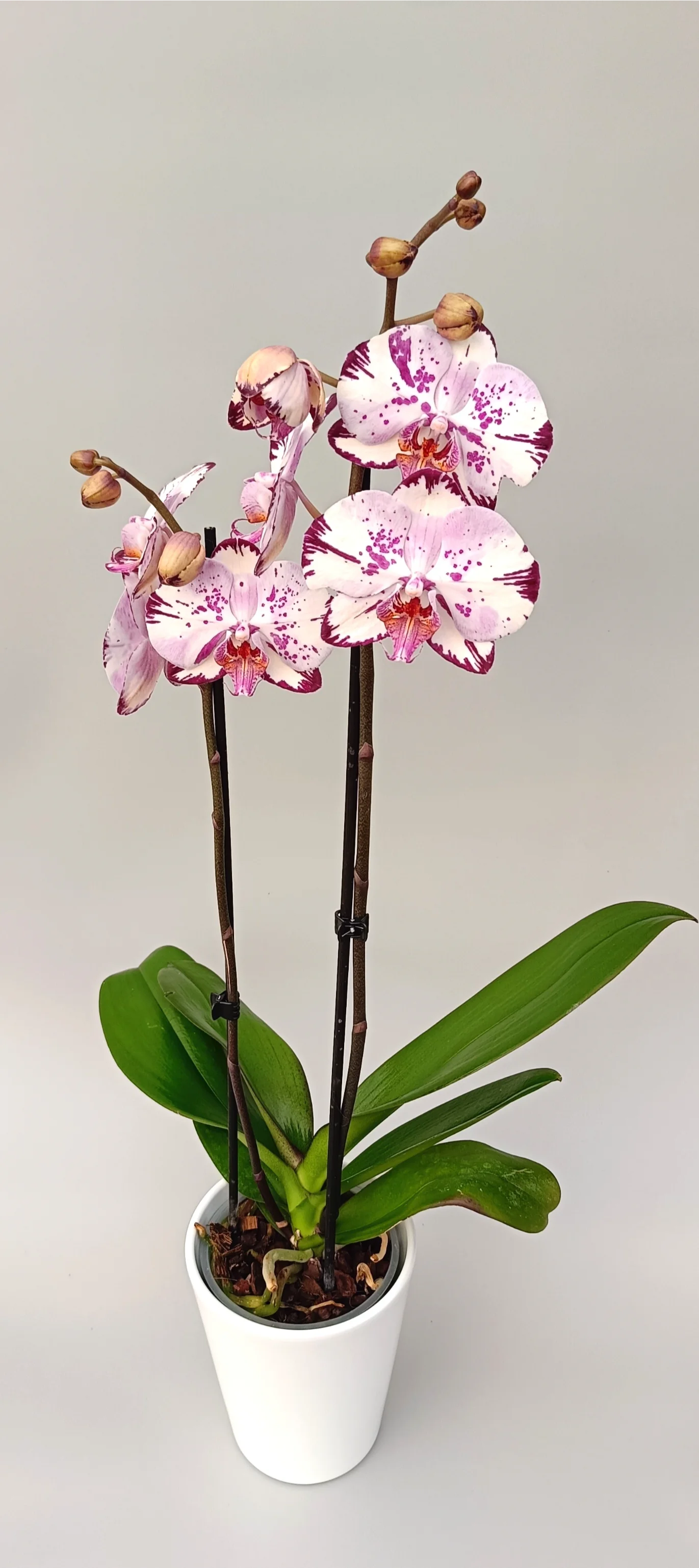 Bold patterned orchid Crimson Script with hand-painted look