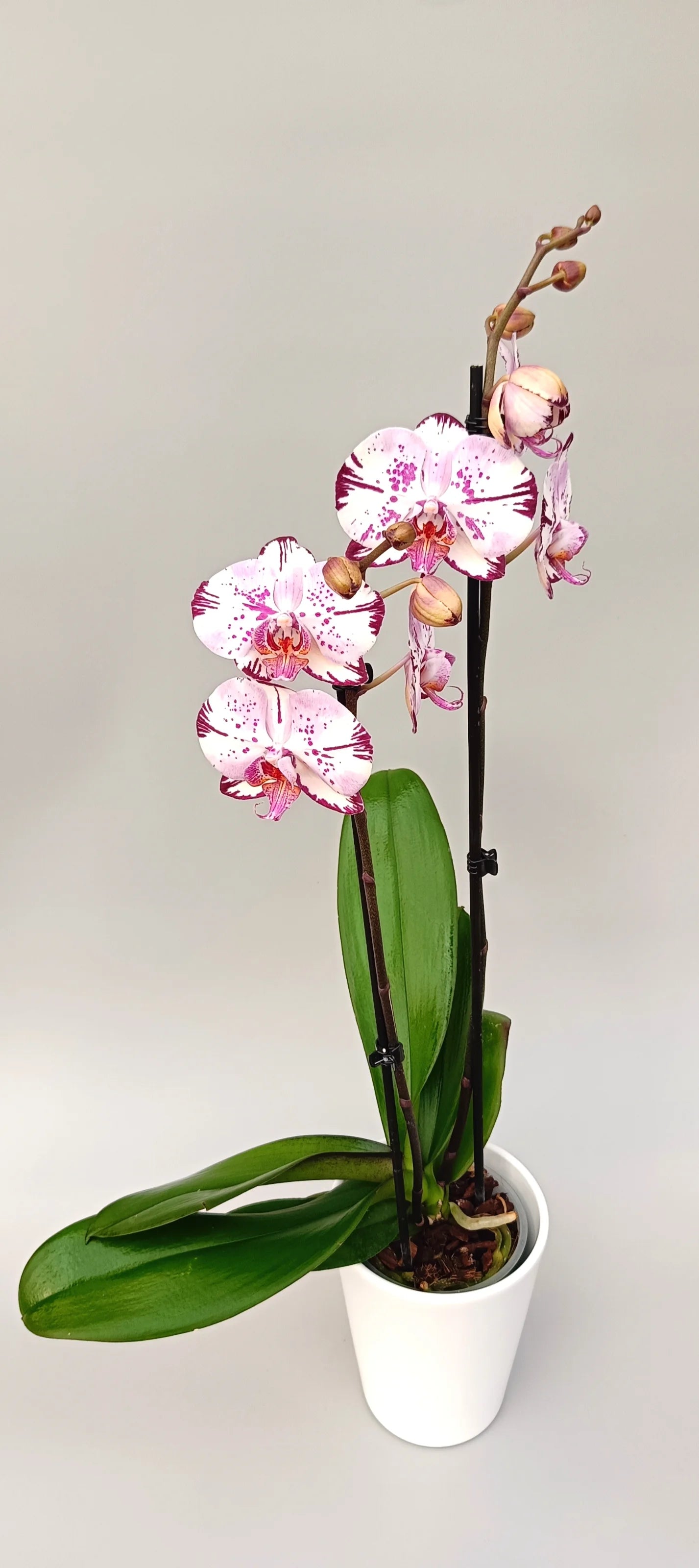 Phalaenopsis orchid Crimson Script with artistic crimson pattern