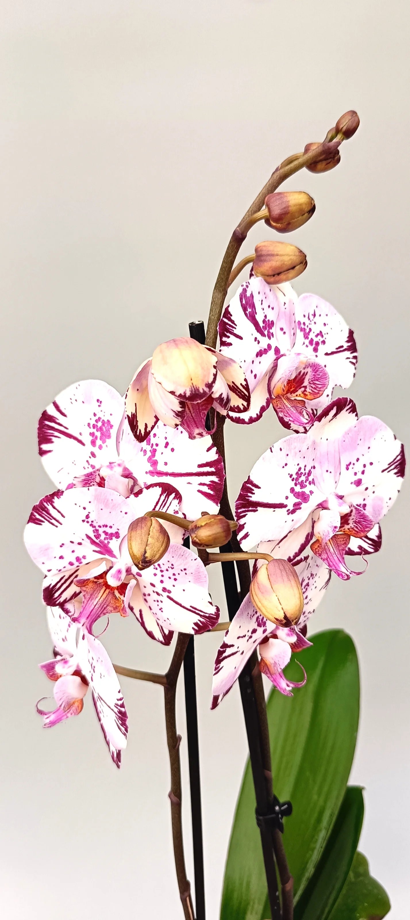 Blooming Crimson Script orchid