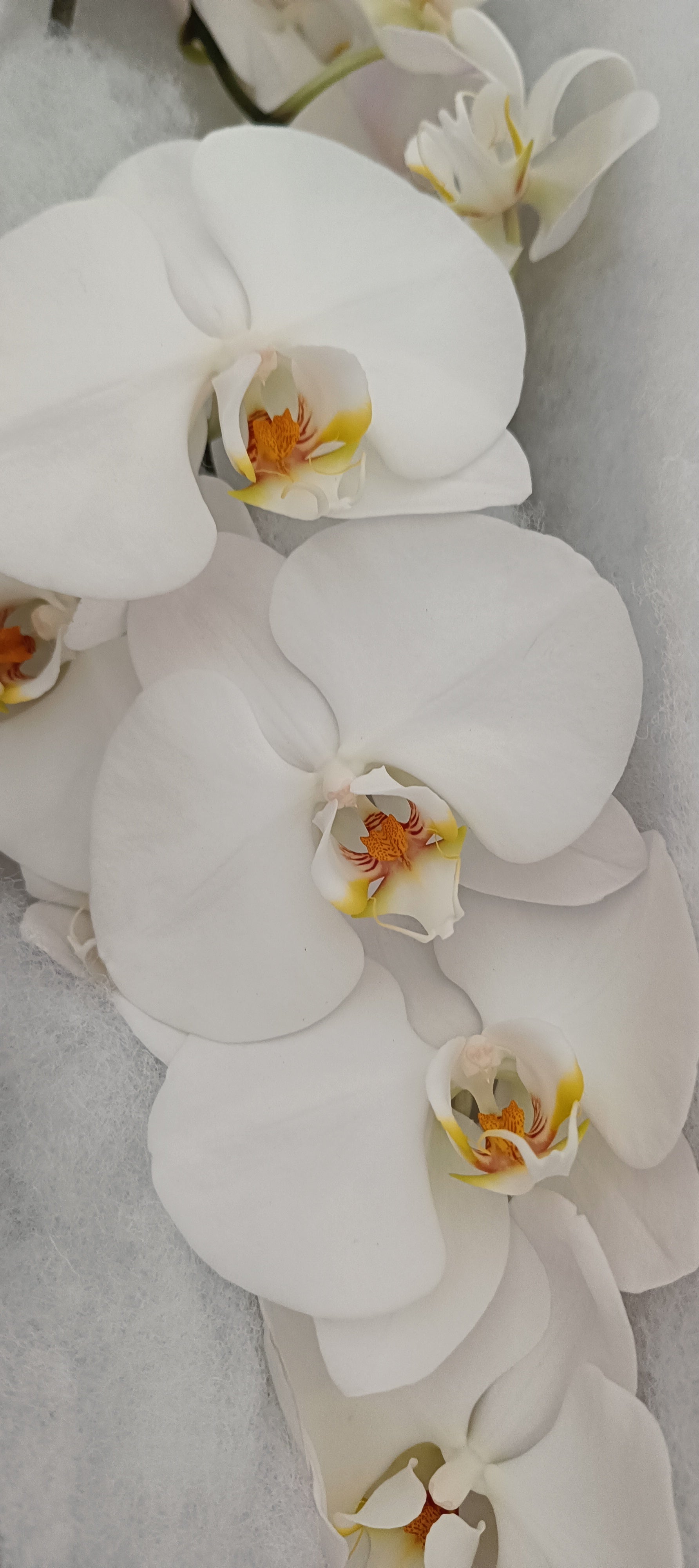 Phalaenopsis Fiore Reciso Bianco