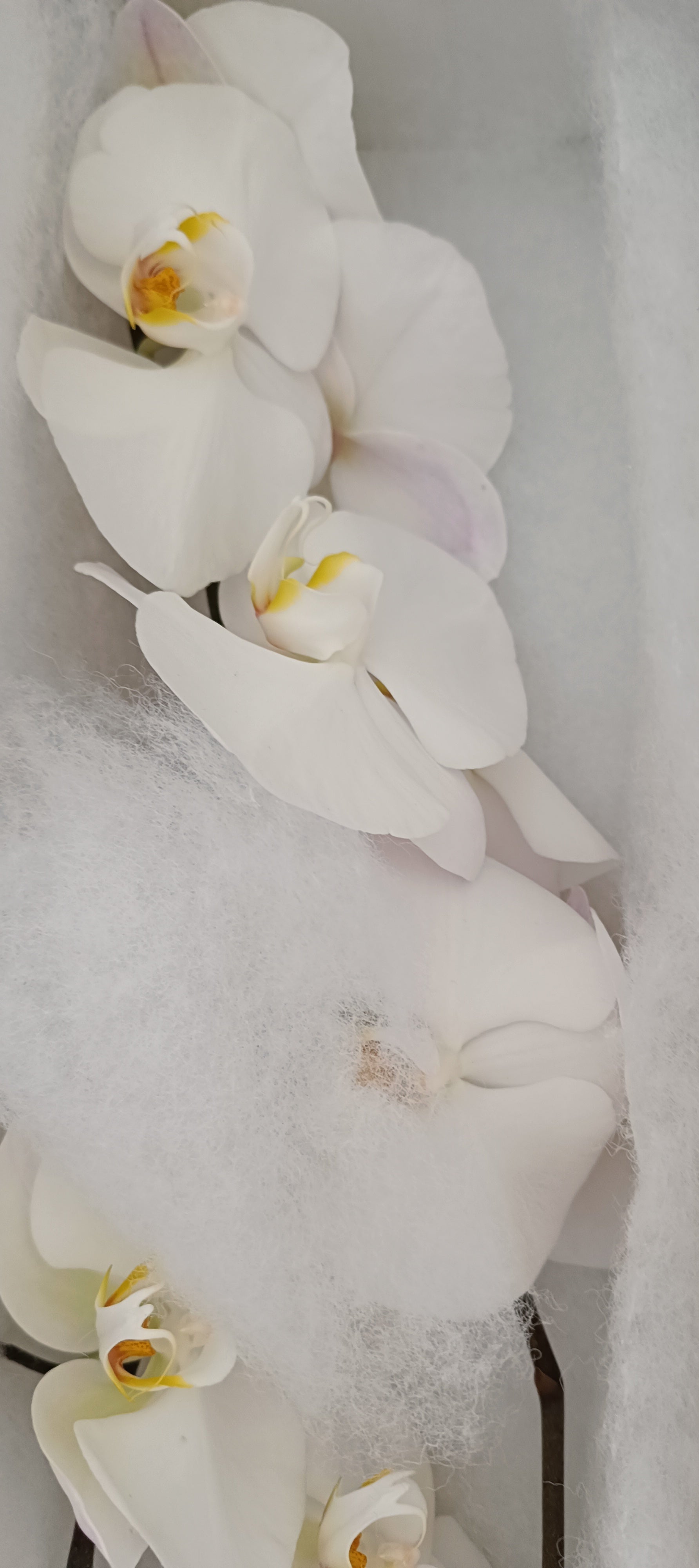 Phalaenopsis Fiore Reciso Bianco