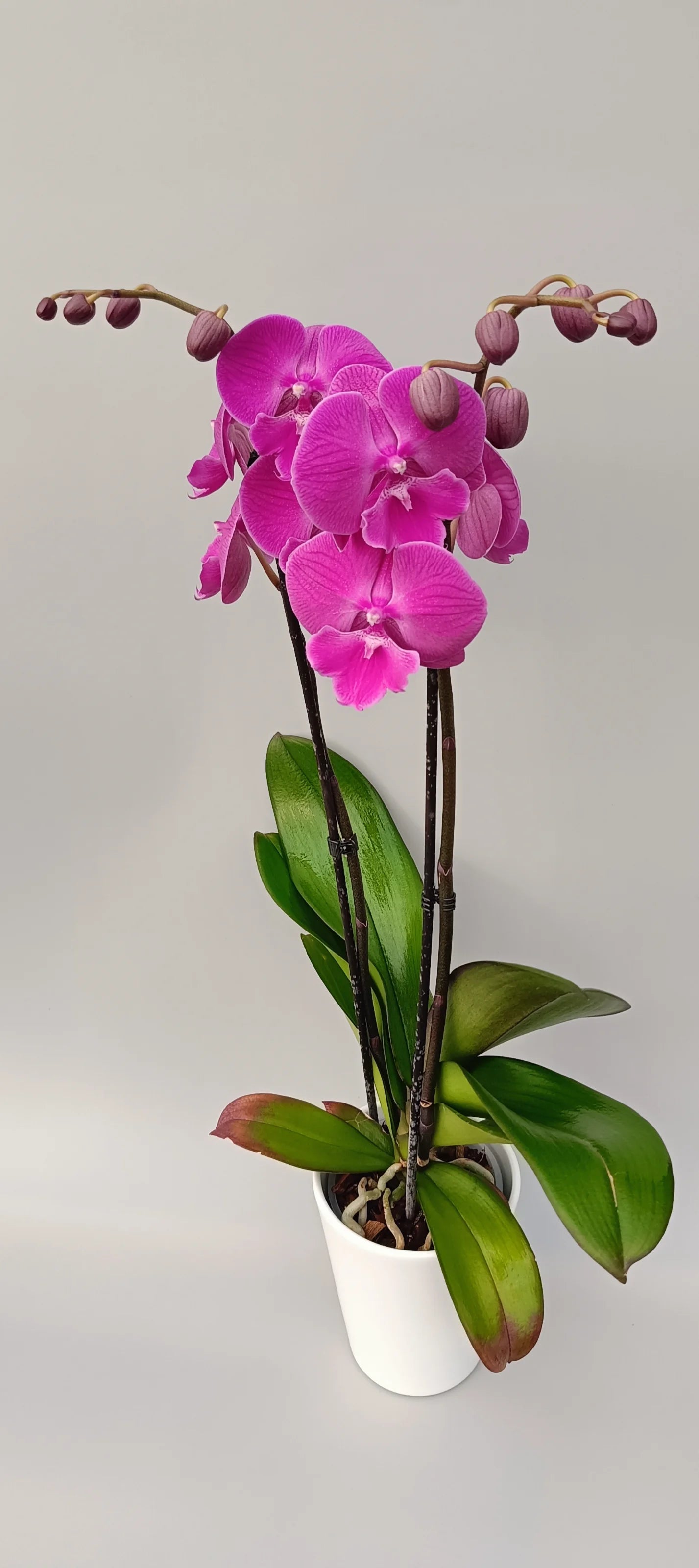 Phalaenopsis orchid Fuchsia Glow with vivid fuchsia pink flowers